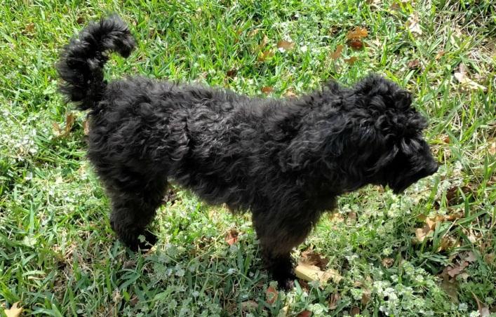 Enlarge Baxter, an adopted Miniature Poodle in Burleson, TX image 2/2