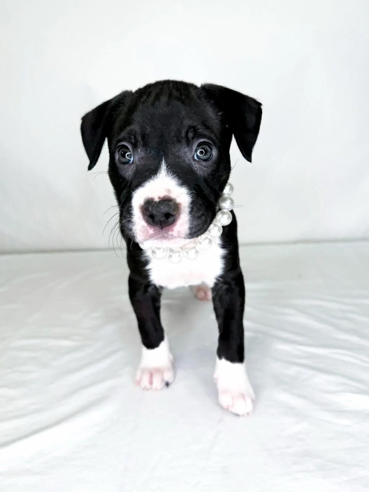 Enlarge Salem, a ADOPTABLE Pit Bull Terrier in Bixby, OK image 4/6