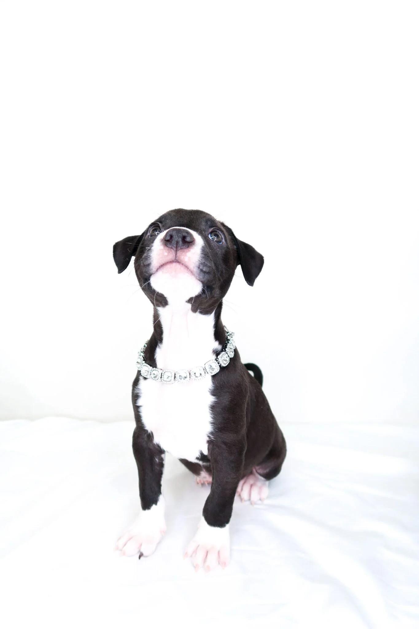 Enlarge Salem, a ADOPTABLE Pit Bull Terrier in Bixby, OK image 6/6