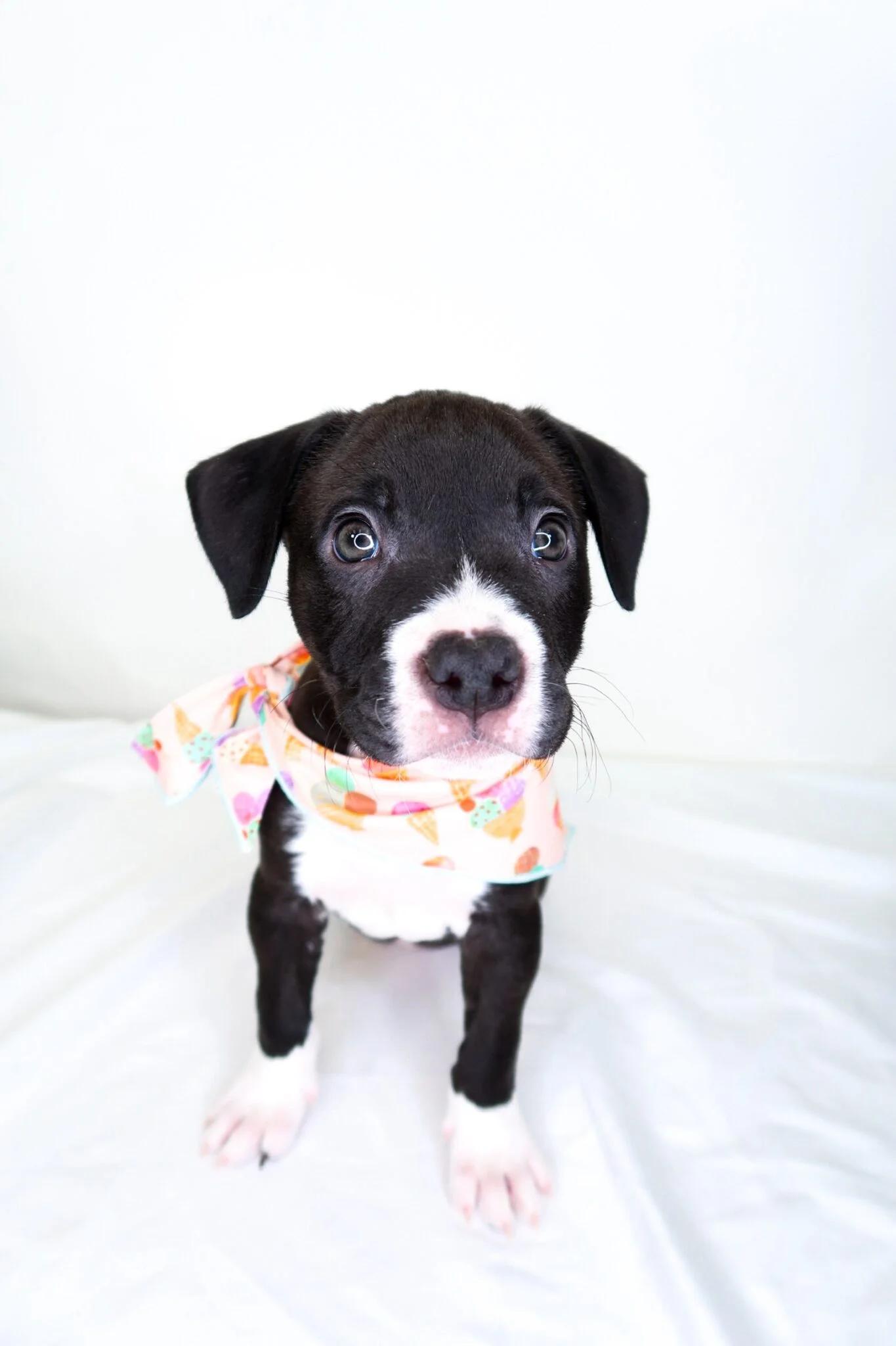 Enlarge Salem, a ADOPTABLE Pit Bull Terrier in Bixby, OK image 1/6