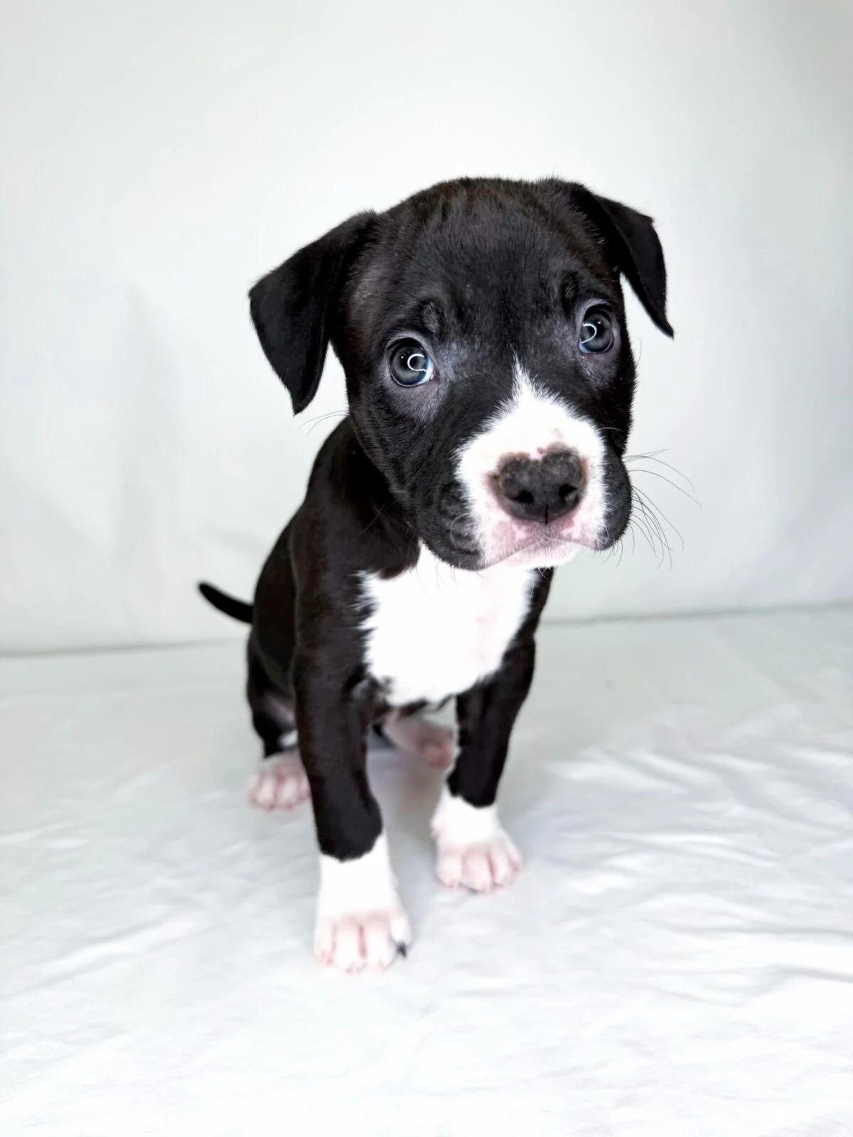 Enlarge Salem, a ADOPTABLE Pit Bull Terrier in Bixby, OK image 2/6