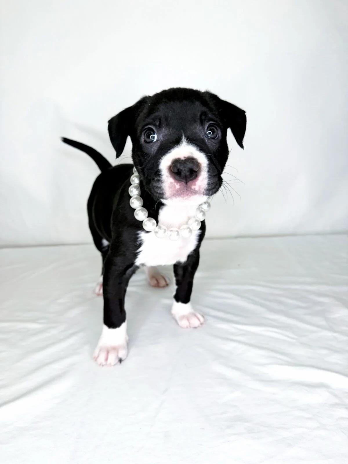 Enlarge Salem, a ADOPTABLE Pit Bull Terrier in Bixby, OK image 5/6