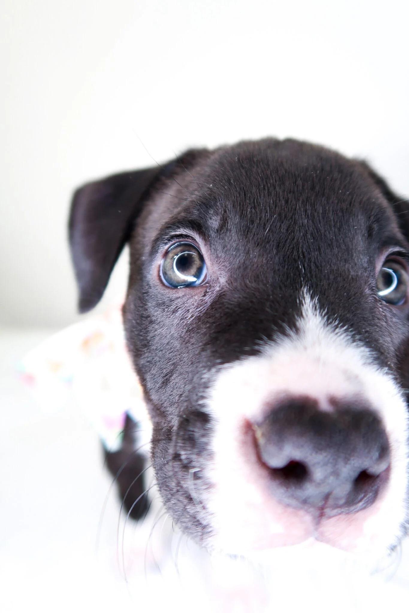 Enlarge Salem, a ADOPTABLE Pit Bull Terrier in Bixby, OK image 3/6