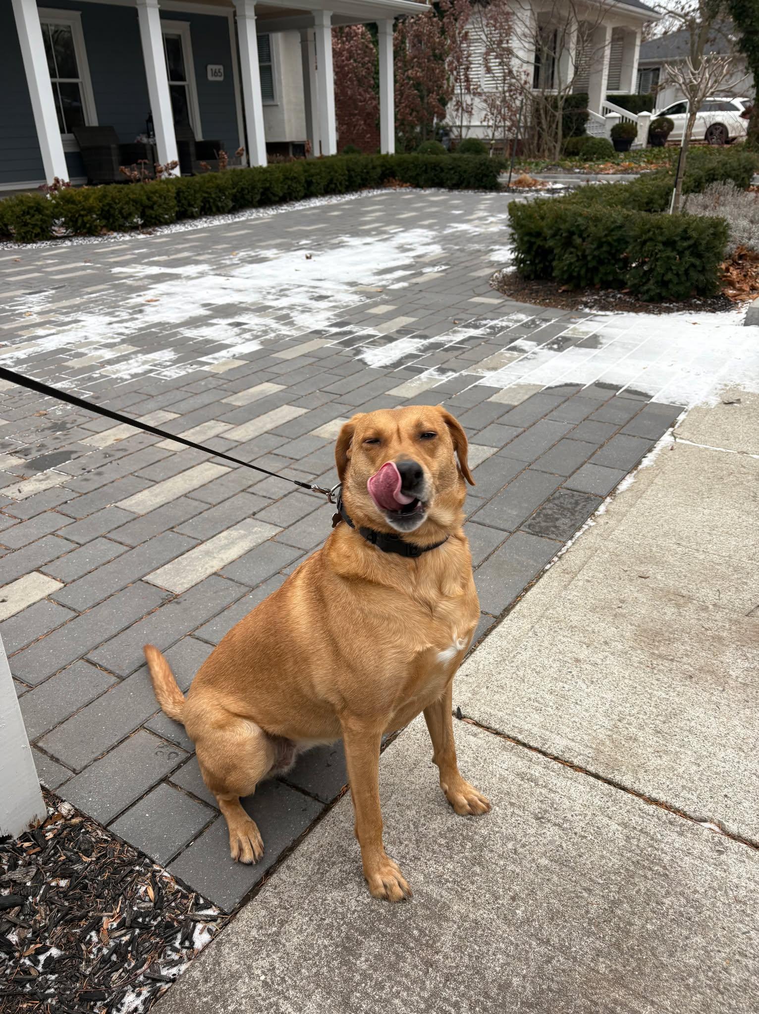 Miss Shakti aka Zoey (20221105-01) — thumbnail 2