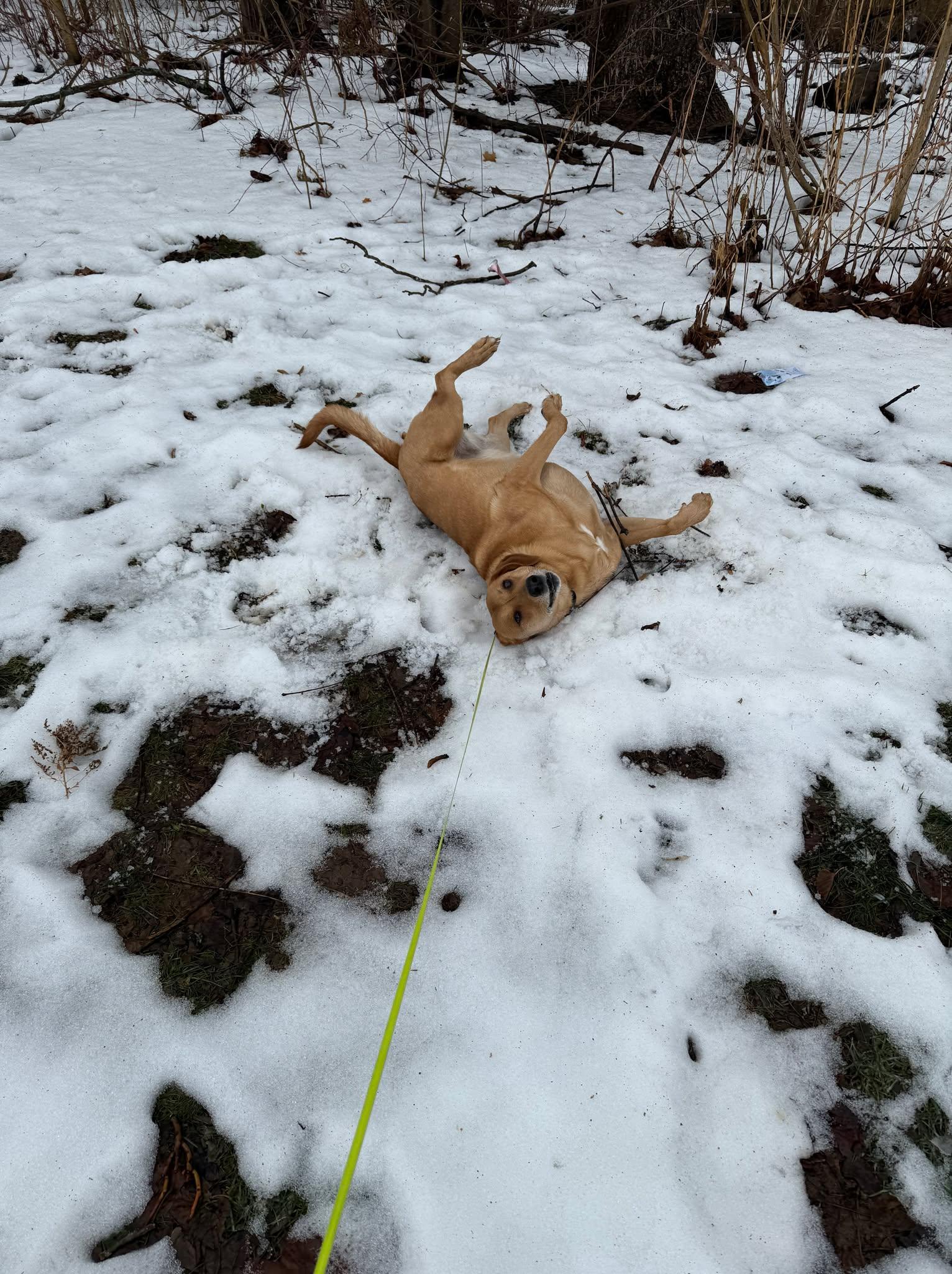 Miss Shakti aka Zoey (20221105-01) — thumbnail 3