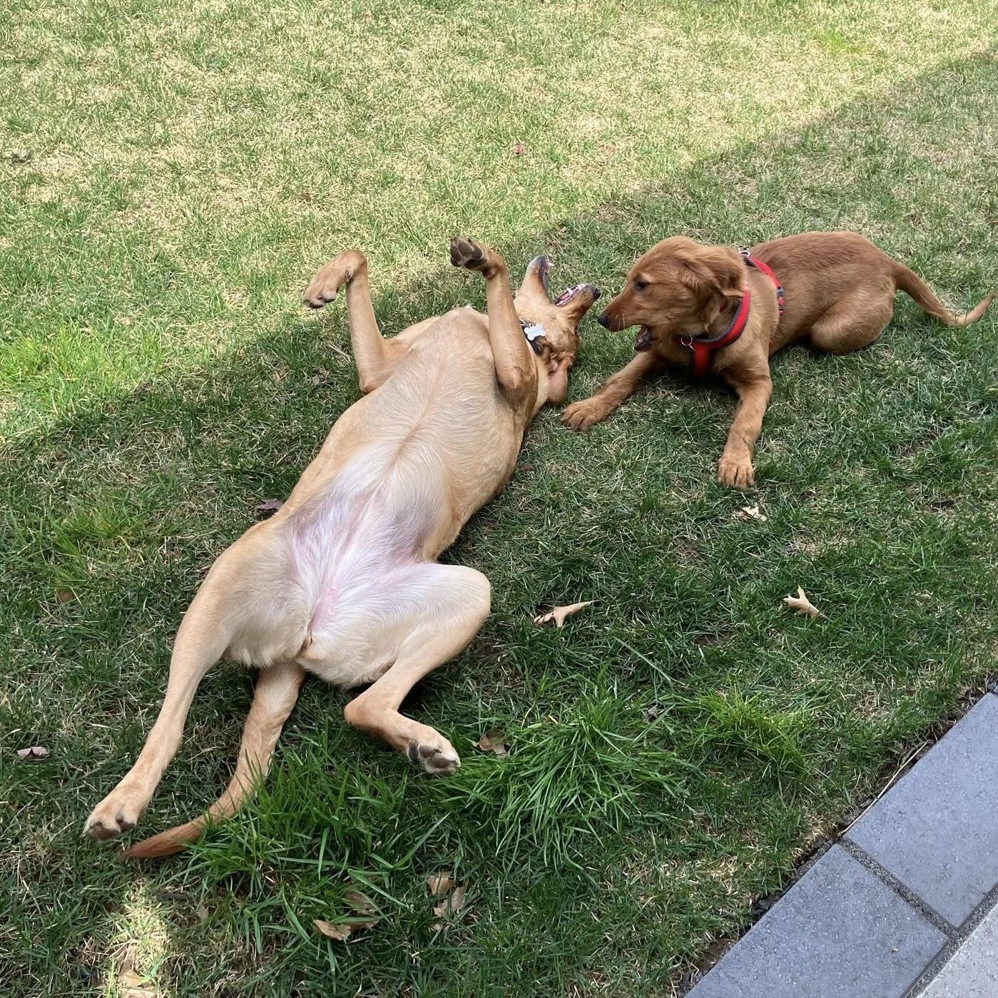 Miss Shakti aka Zoey (20221105-01) — thumbnail 4