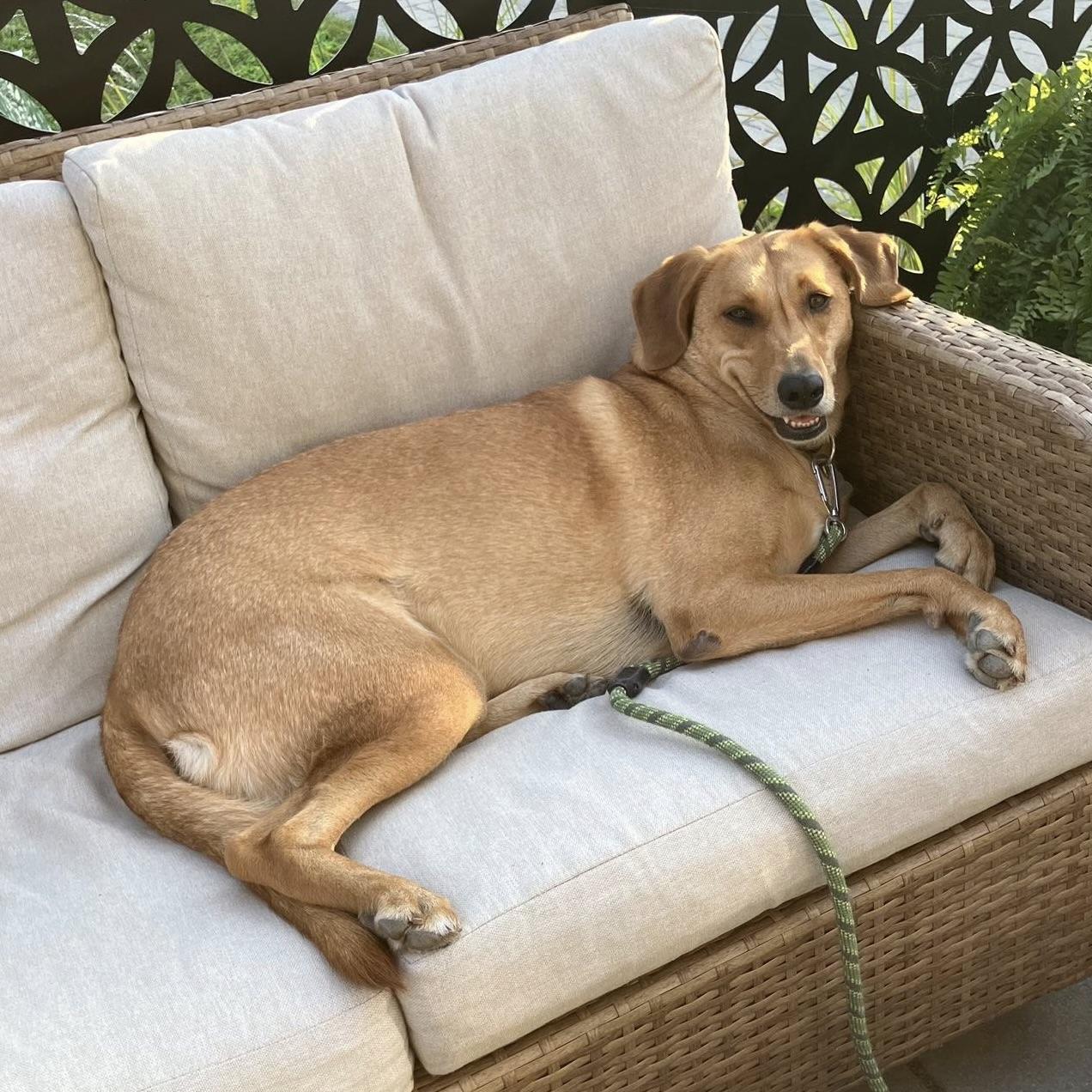 Miss Shakti aka Zoey (20221105-01) — thumbnail 6