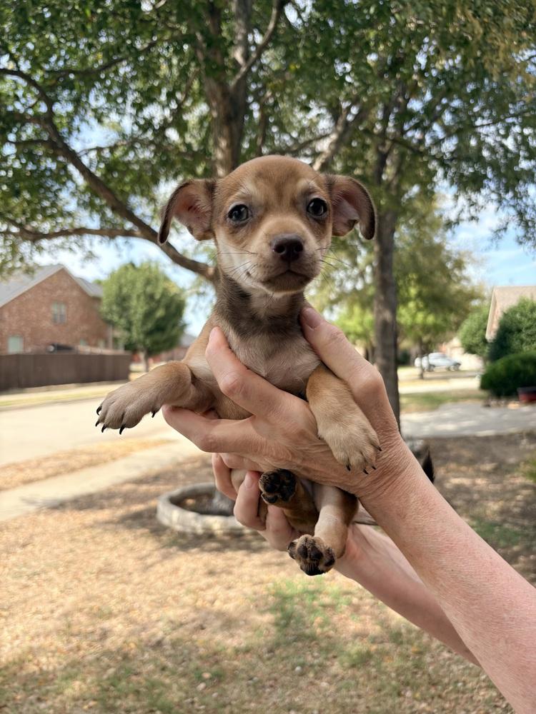 Jarrahdale, Adoptable, Puppy Female Chihuahua & Shih Tzu.