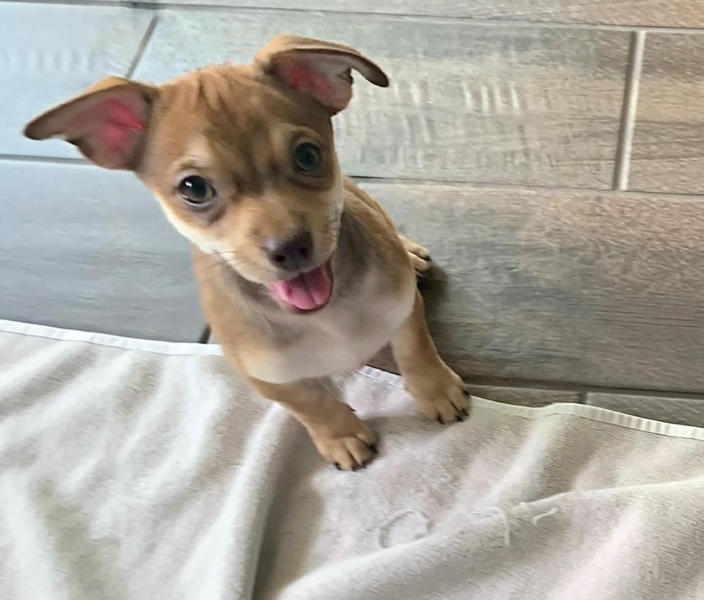Enlarge Jarrahdale, a Adoptable mixed breed in Frisco, TX image 3/5