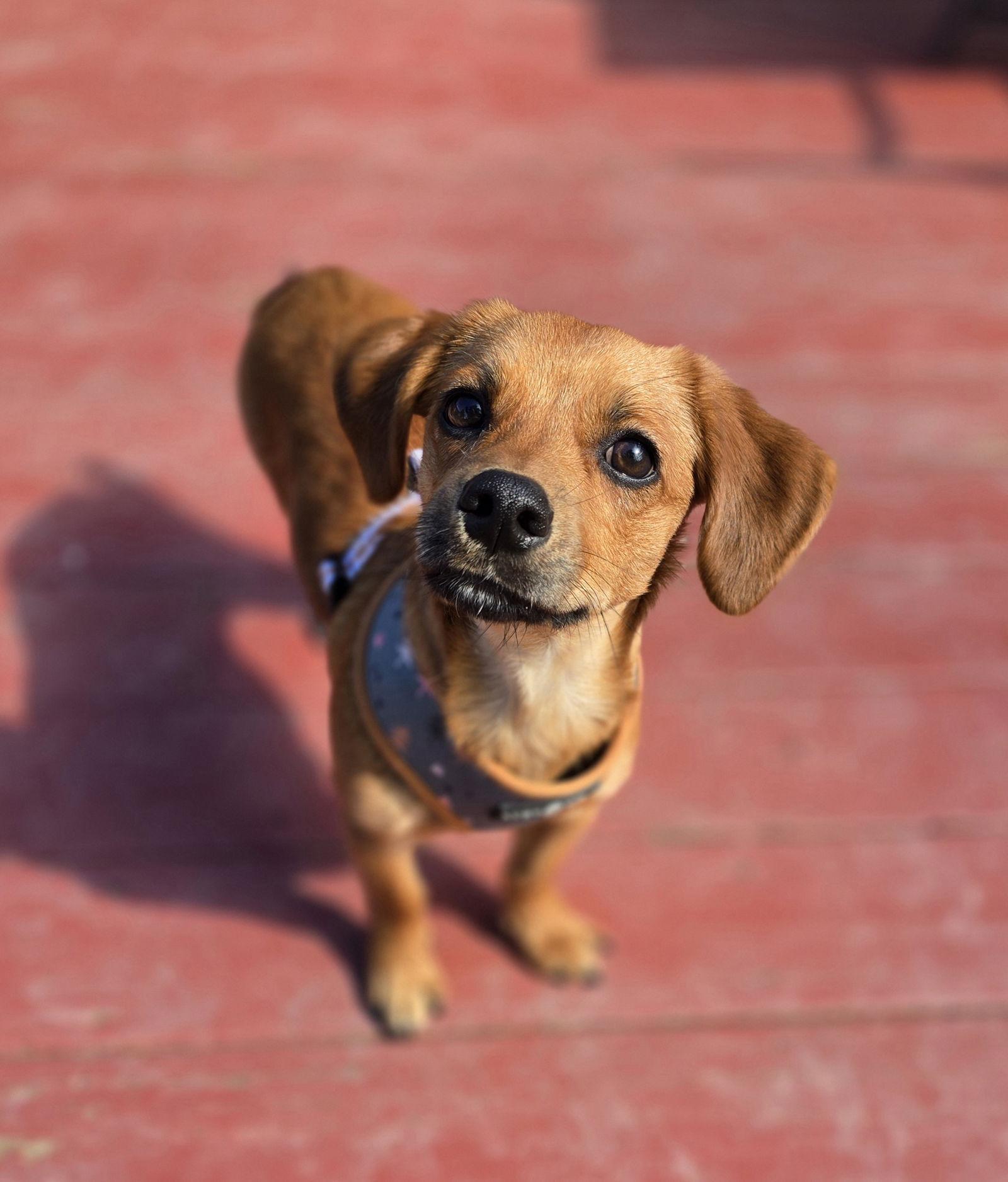 Enlarge Walter, a Adoptable Mixed Breed in Morganville, NJ image 2/3