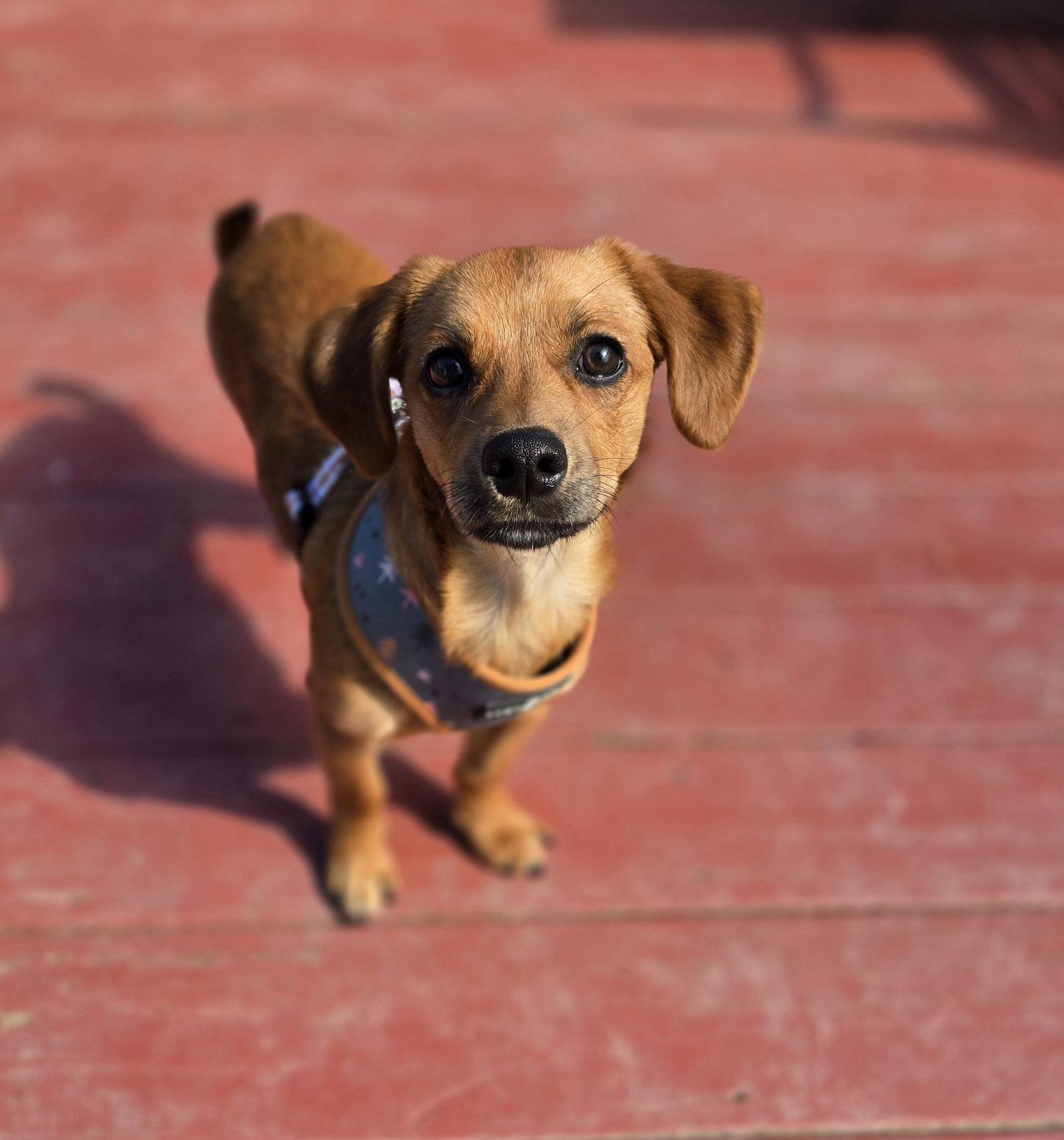 Enlarge Walter, a Adoptable Mixed Breed in Morganville, NJ image 3/3