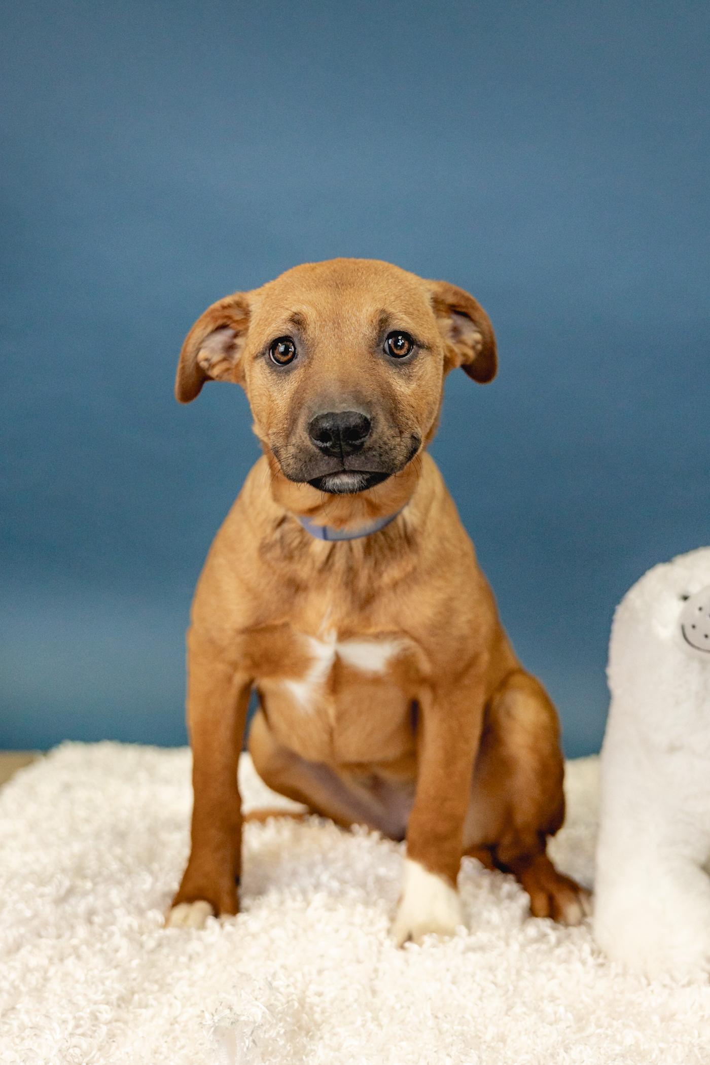 20-26 Fallon, ADOPTABLE, Young Female Border Collie.