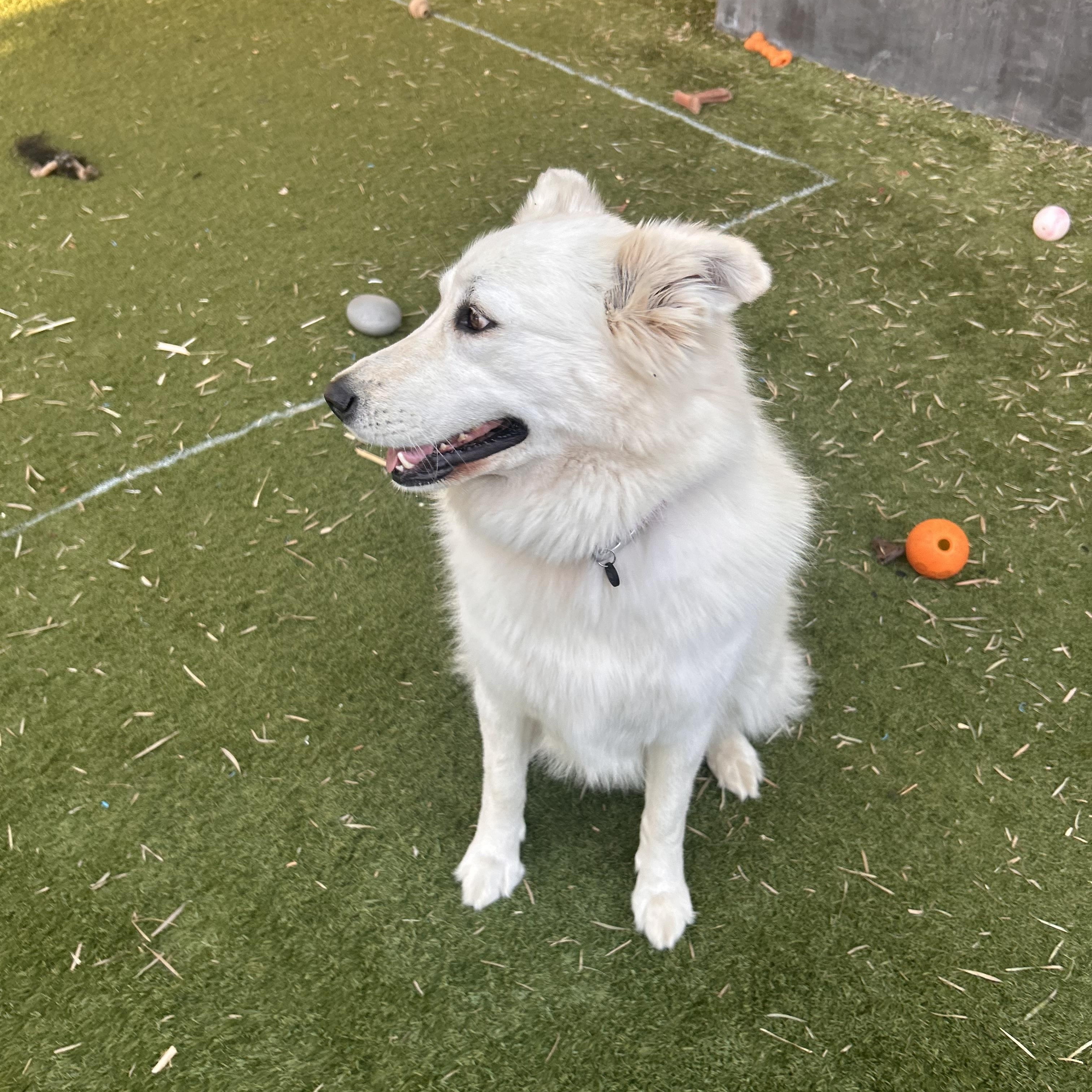 Enlarge Summer, an adopted mixed breed in Torrance, CA image 3/6