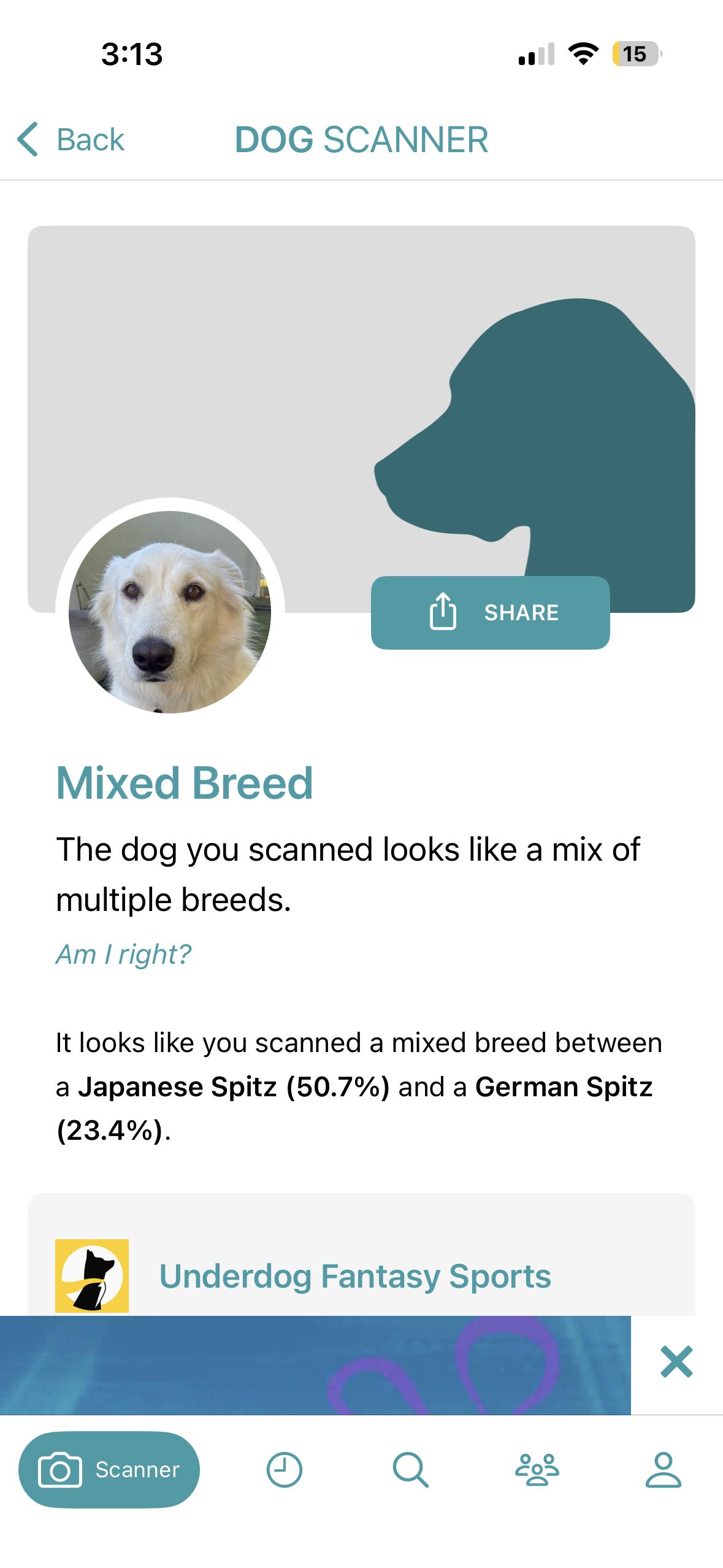 Enlarge Summer, an adopted mixed breed in Torrance, CA image 6/6