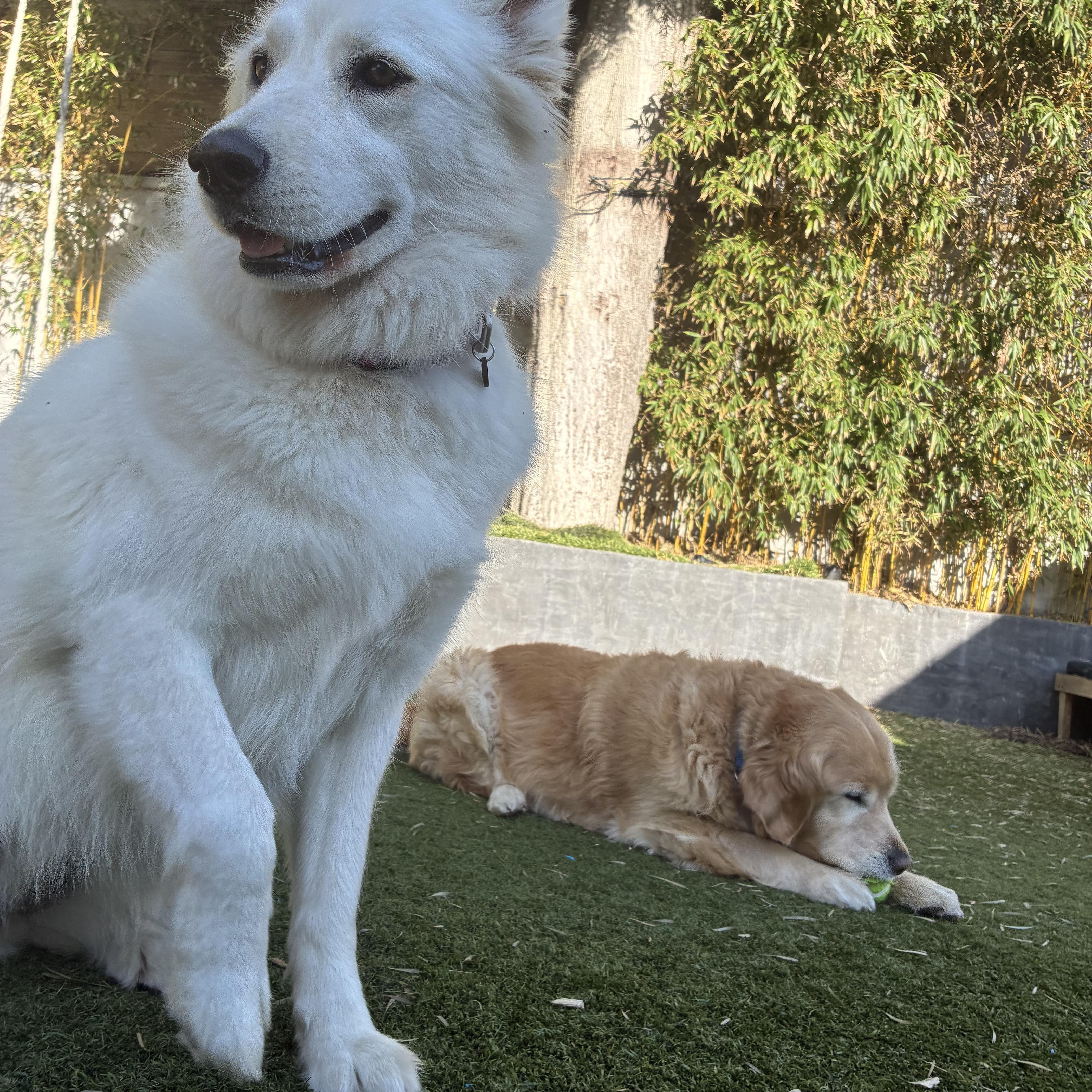 Enlarge Summer, an adopted mixed breed in Torrance, CA image 4/6