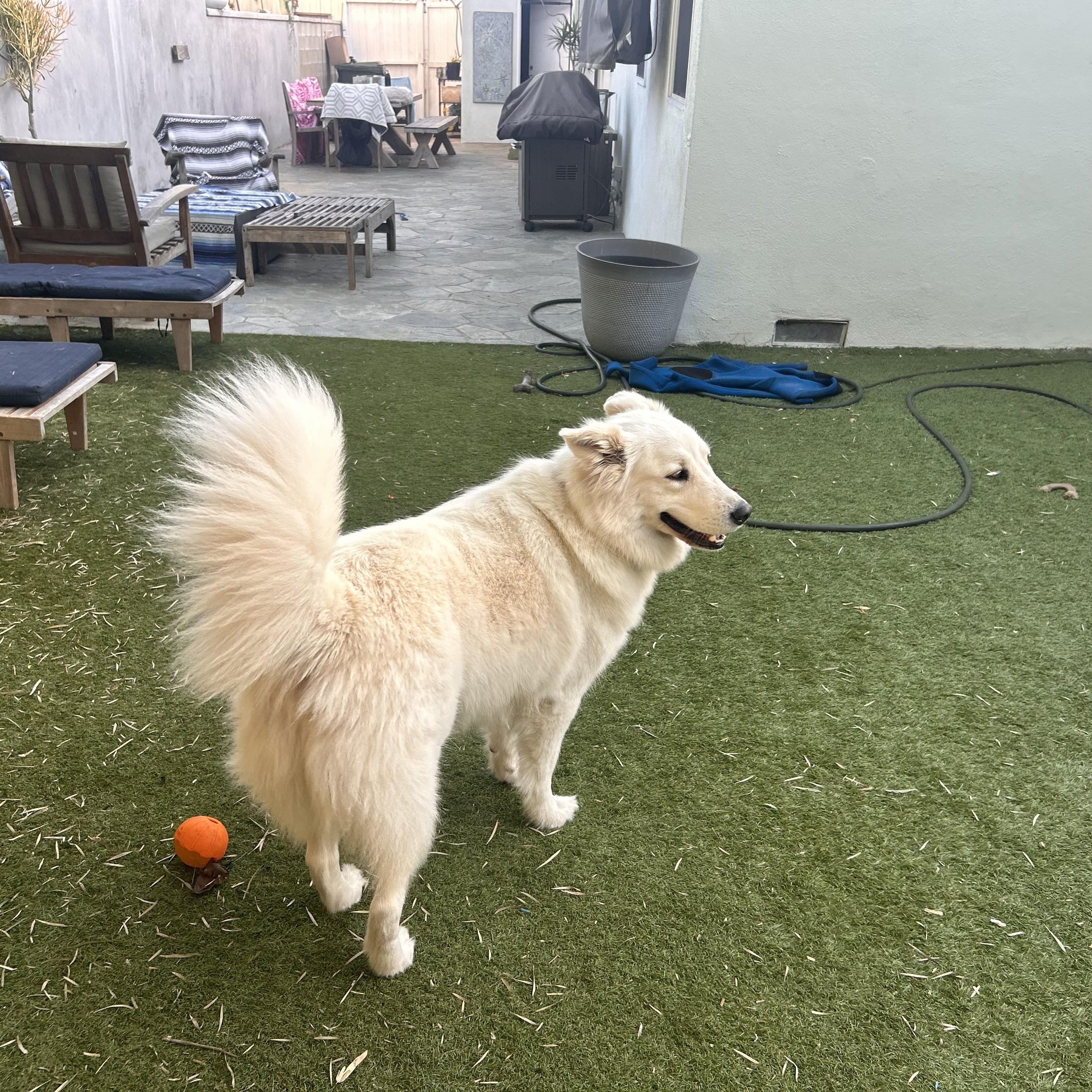 Enlarge Summer, an adopted mixed breed in Torrance, CA image 2/6