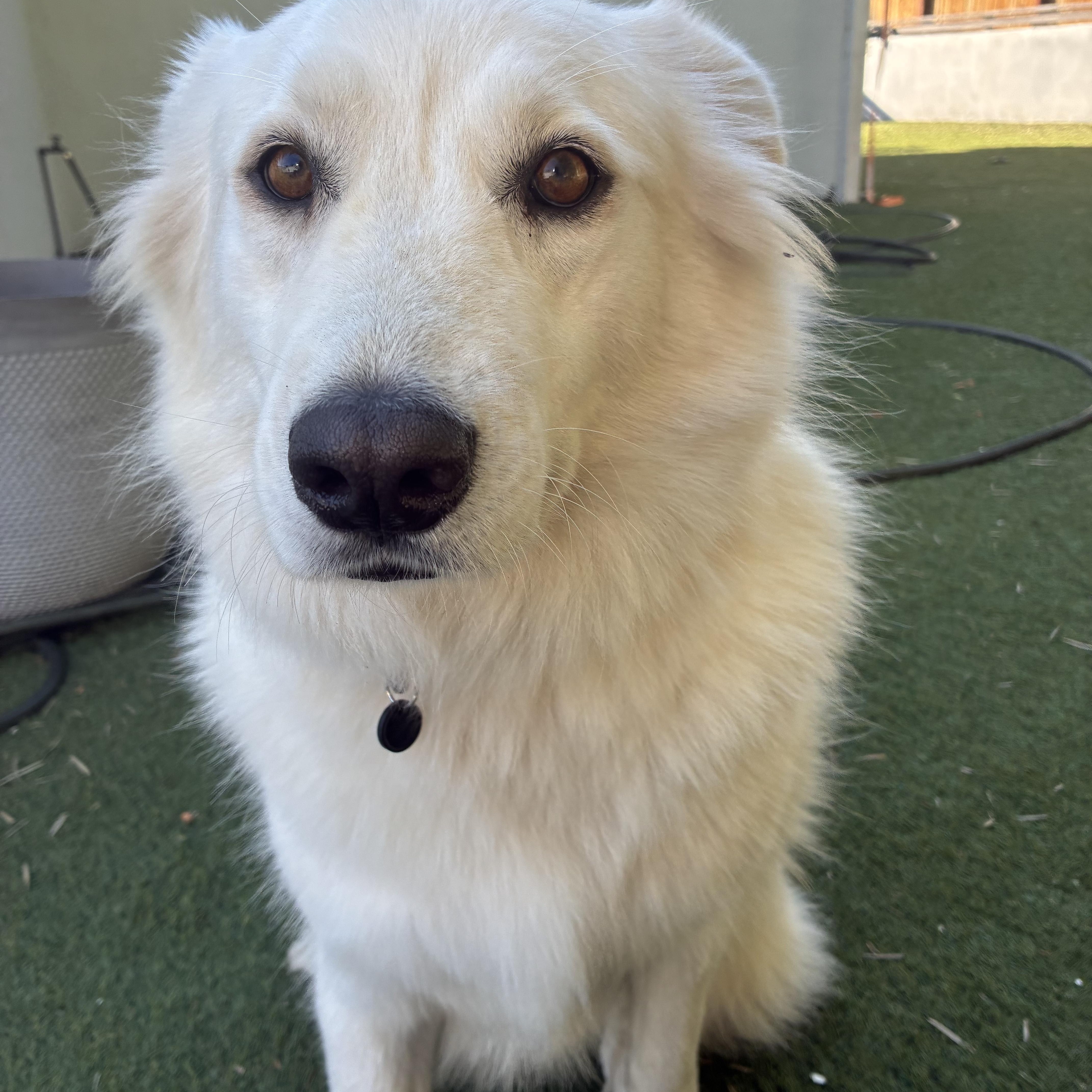 Summer, adopted, Adult Female German Spitz & Japanese Spitz.