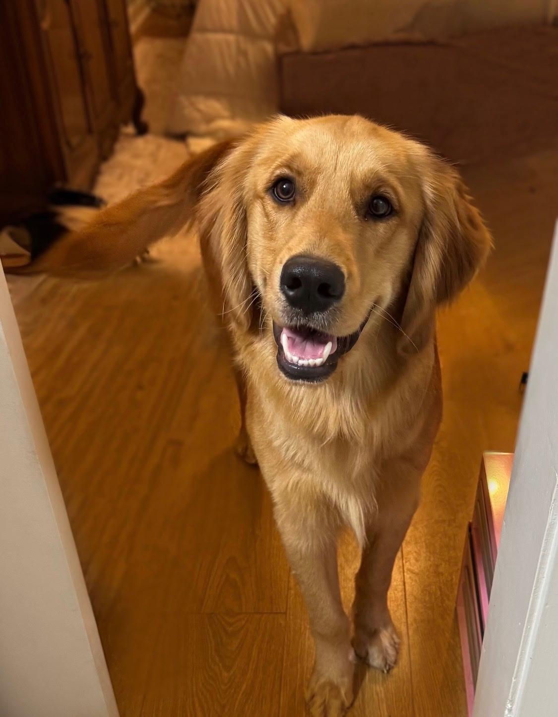 Teddy, adopted, Young Male Golden Retriever.