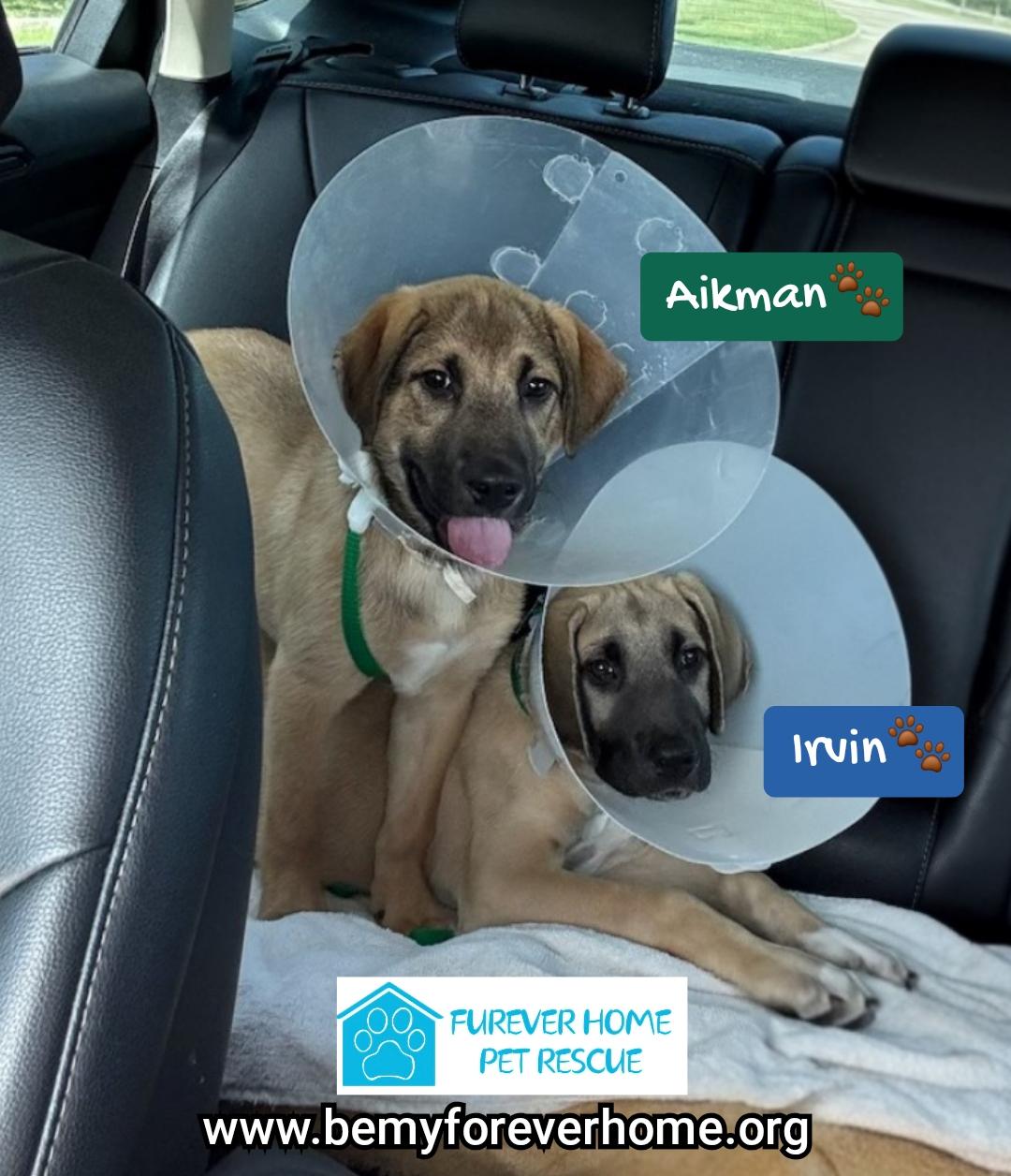 Enlarge Aikman, a Adoptable mixed breed in Plano, TX image 1/1