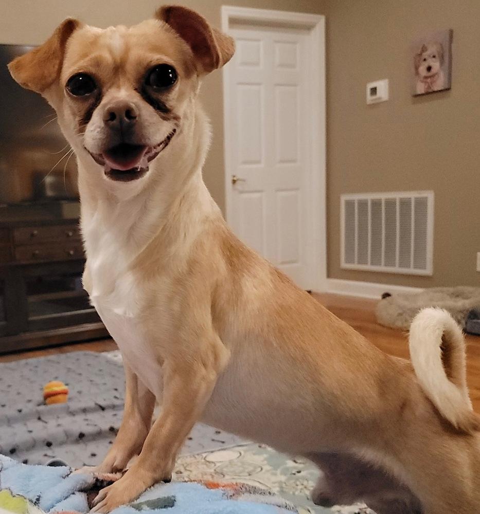 Curly, Adoptable, Adult Male Chihuahua.