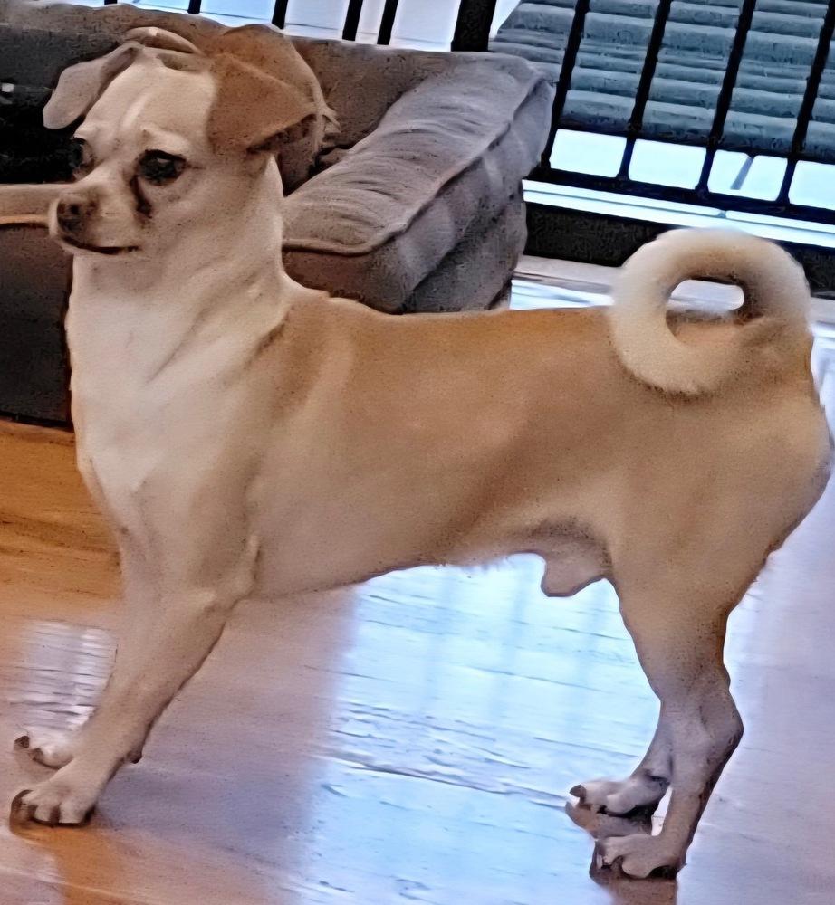 Enlarge Curly, a Adoptable Chihuahua in Chattanooga, TN image 2/3