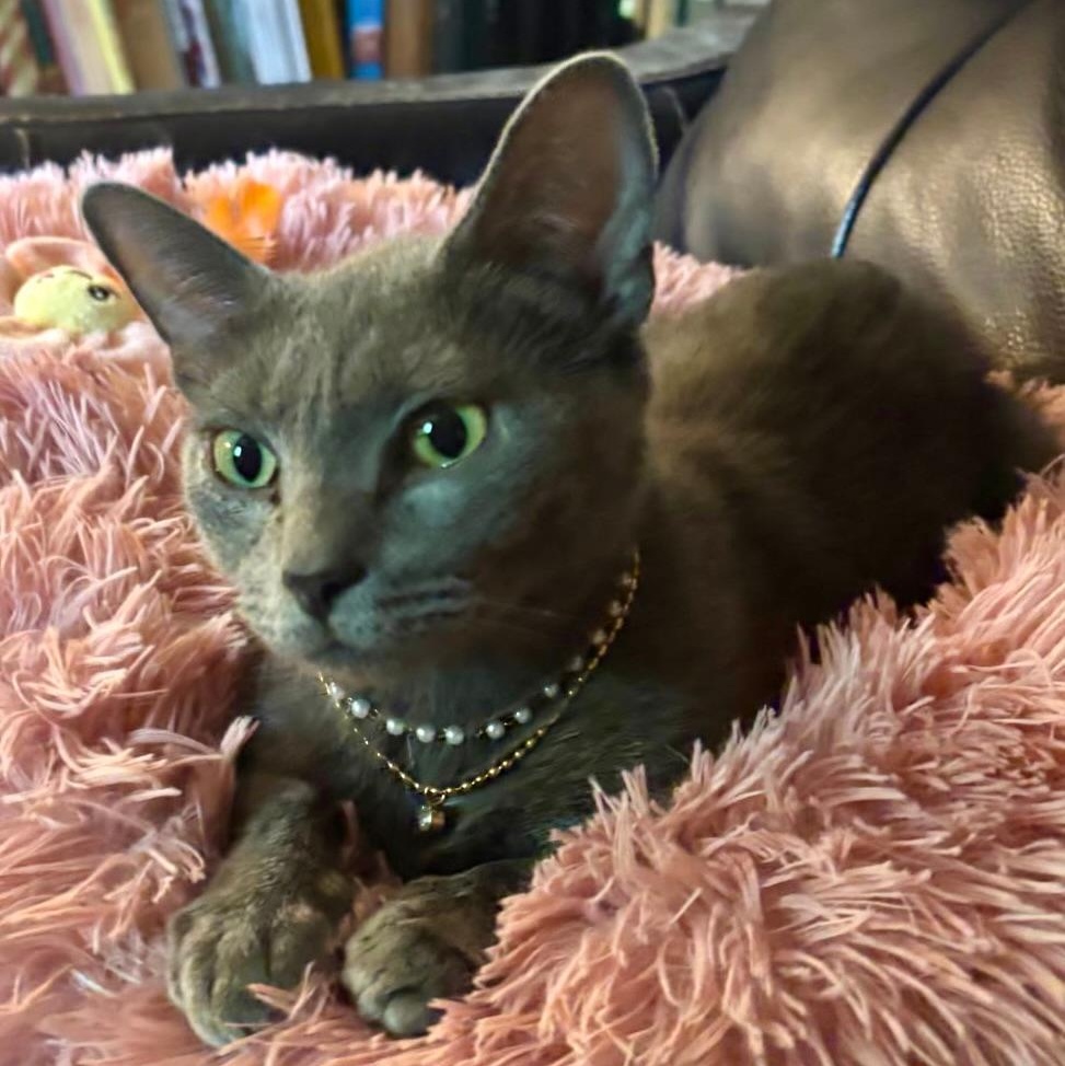 Puurl, ADOPTABLE, Adult Female Russian Blue.