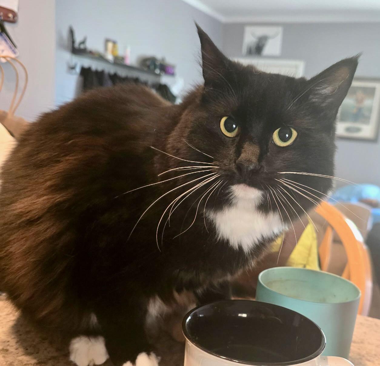 Enlarge Sasha, a Adoptable Tuxedo in Seattle, WA image 3/3