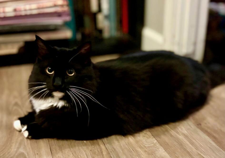 Enlarge Sasha, a Adoptable Tuxedo in Seattle, WA image 1/3