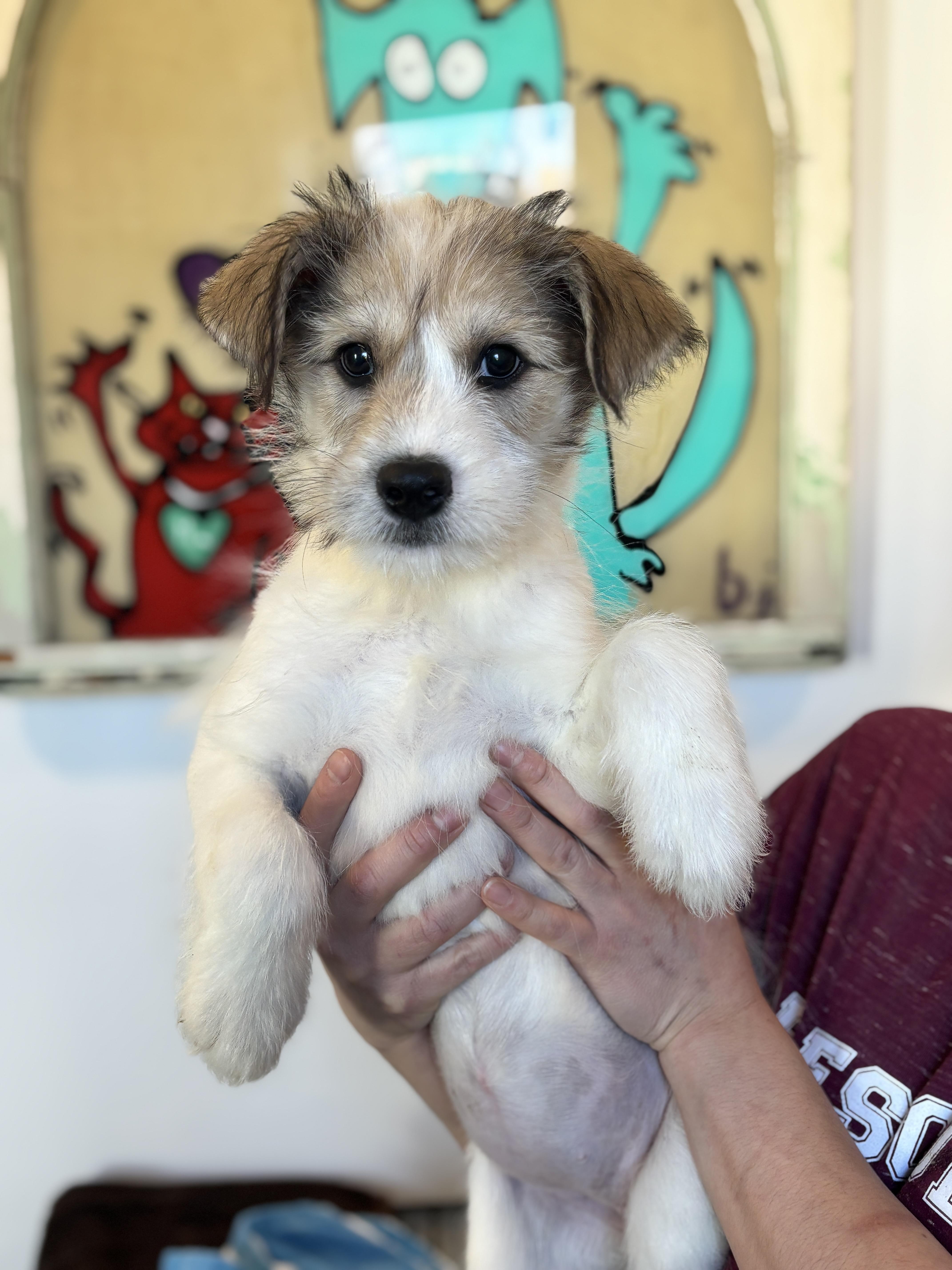 Enlarge Allie, a Adoptable Terrier in Chicago, IL image 1/1