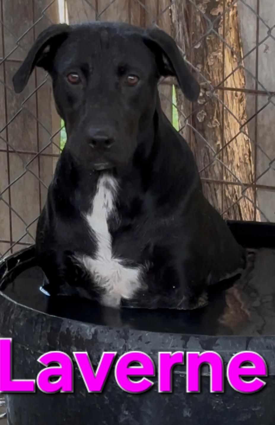 Enlarge lavern, a Adoptable mixed breed in Mexia, TX image 2/2