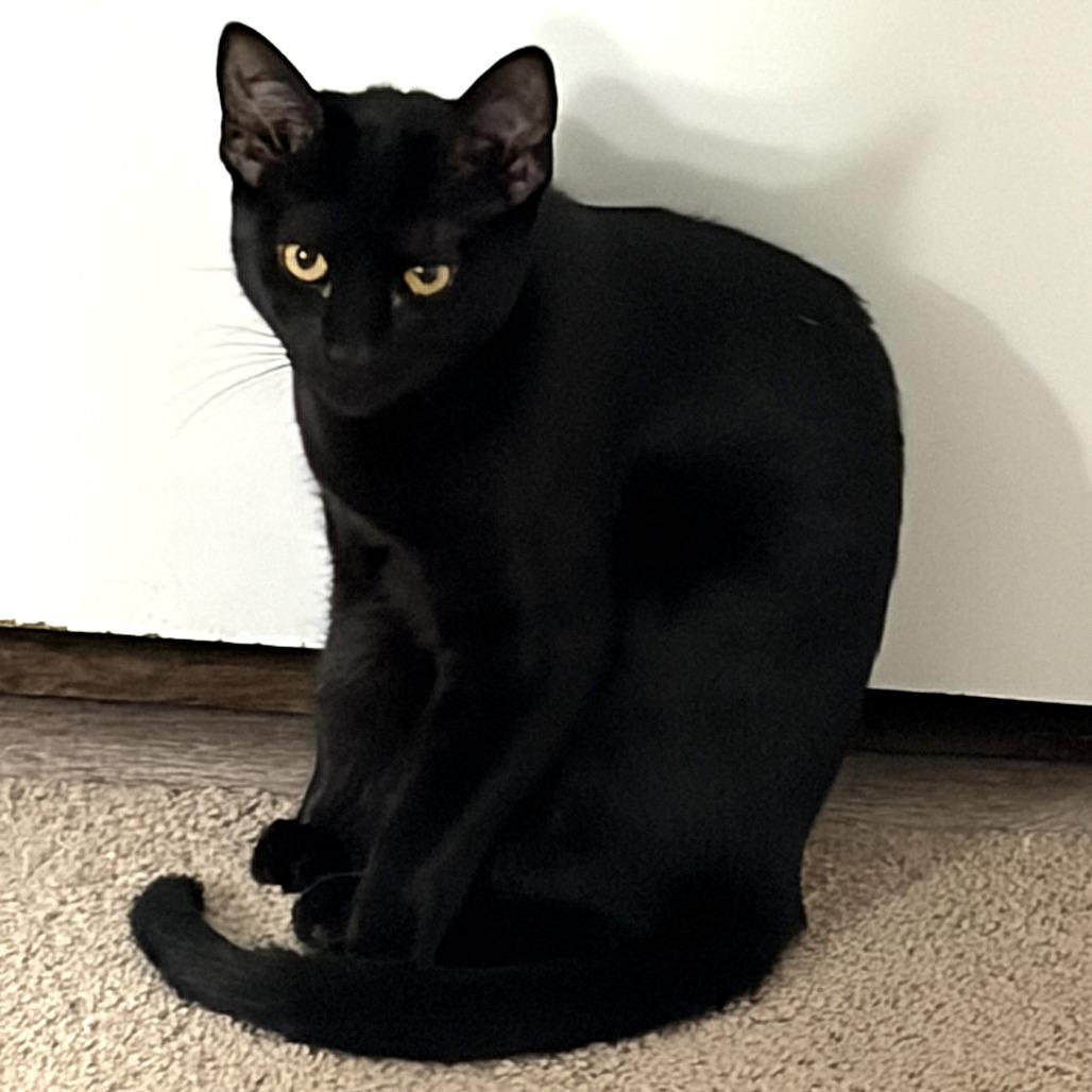 Aspen, a Adoptable Domestic Short Hair in Milbank, SD image 1/4