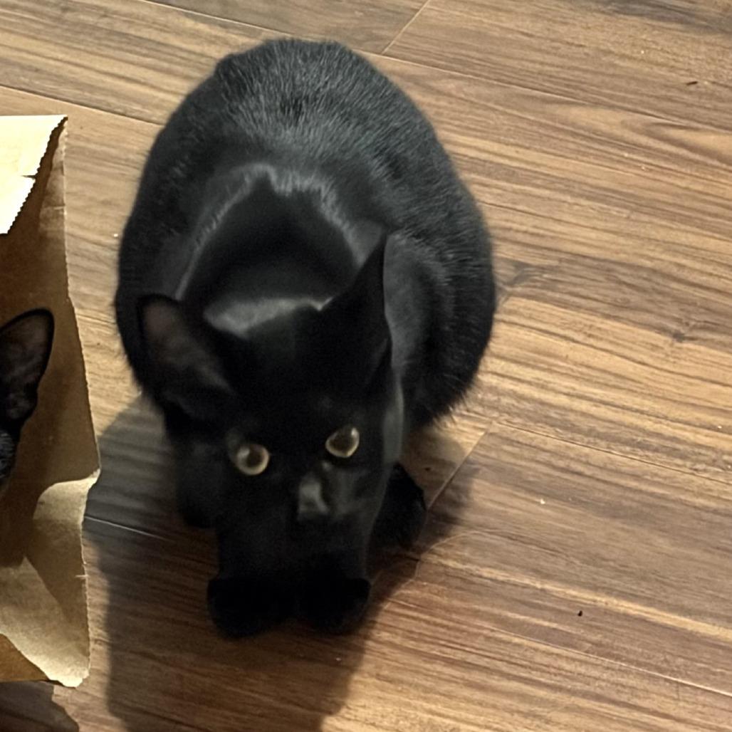 Aspen, a Adoptable Domestic Short Hair in Milbank, SD image 3/4