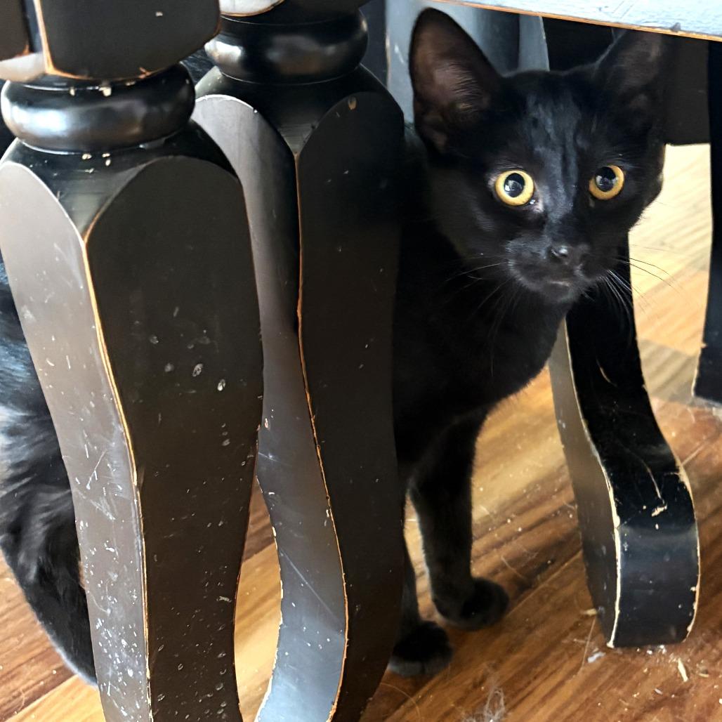 Aspen, a Adoptable Domestic Short Hair in Milbank, SD image 4/4