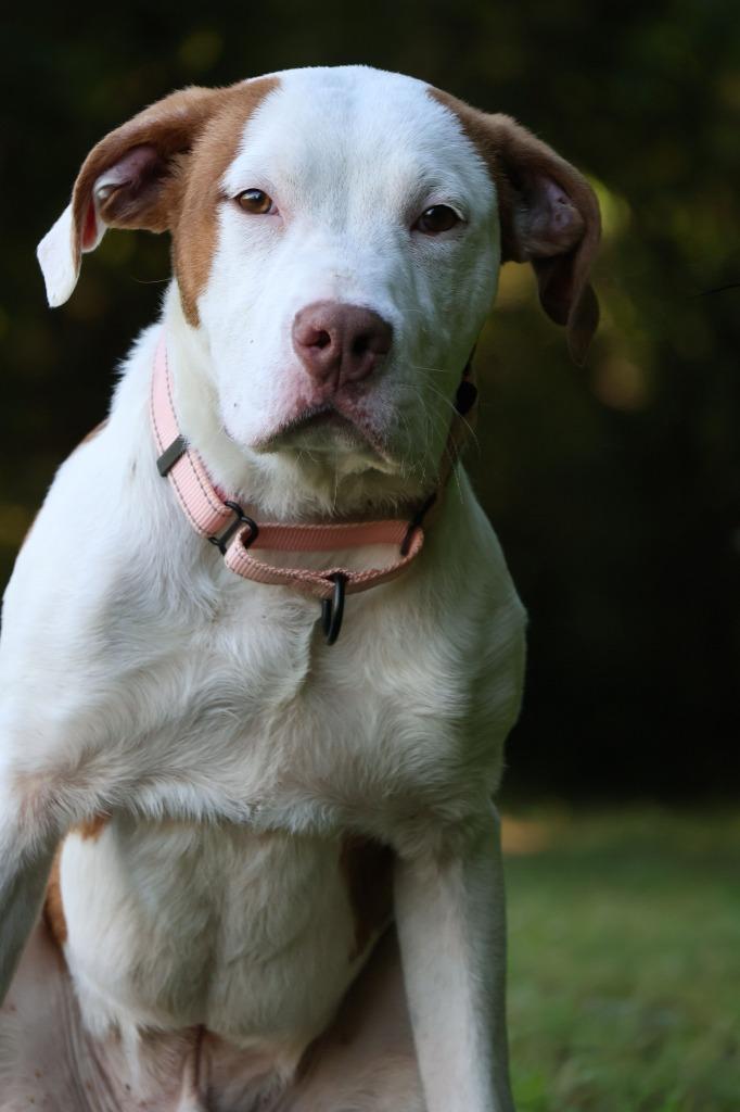 Moonie, Adoptable, Puppy Male Mixed Breed.