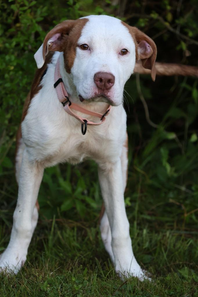 Enlarge Moonie, a Adoptable mixed breed in Columbia, TN image 2/3