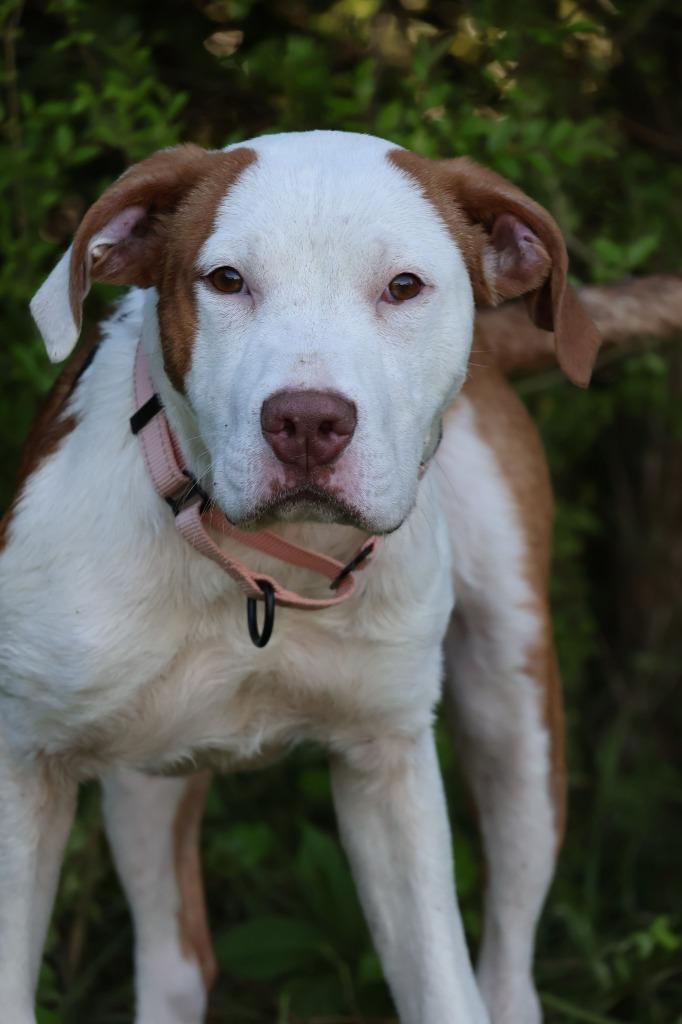Enlarge Moonie, a Adoptable mixed breed in Columbia, TN image 3/3