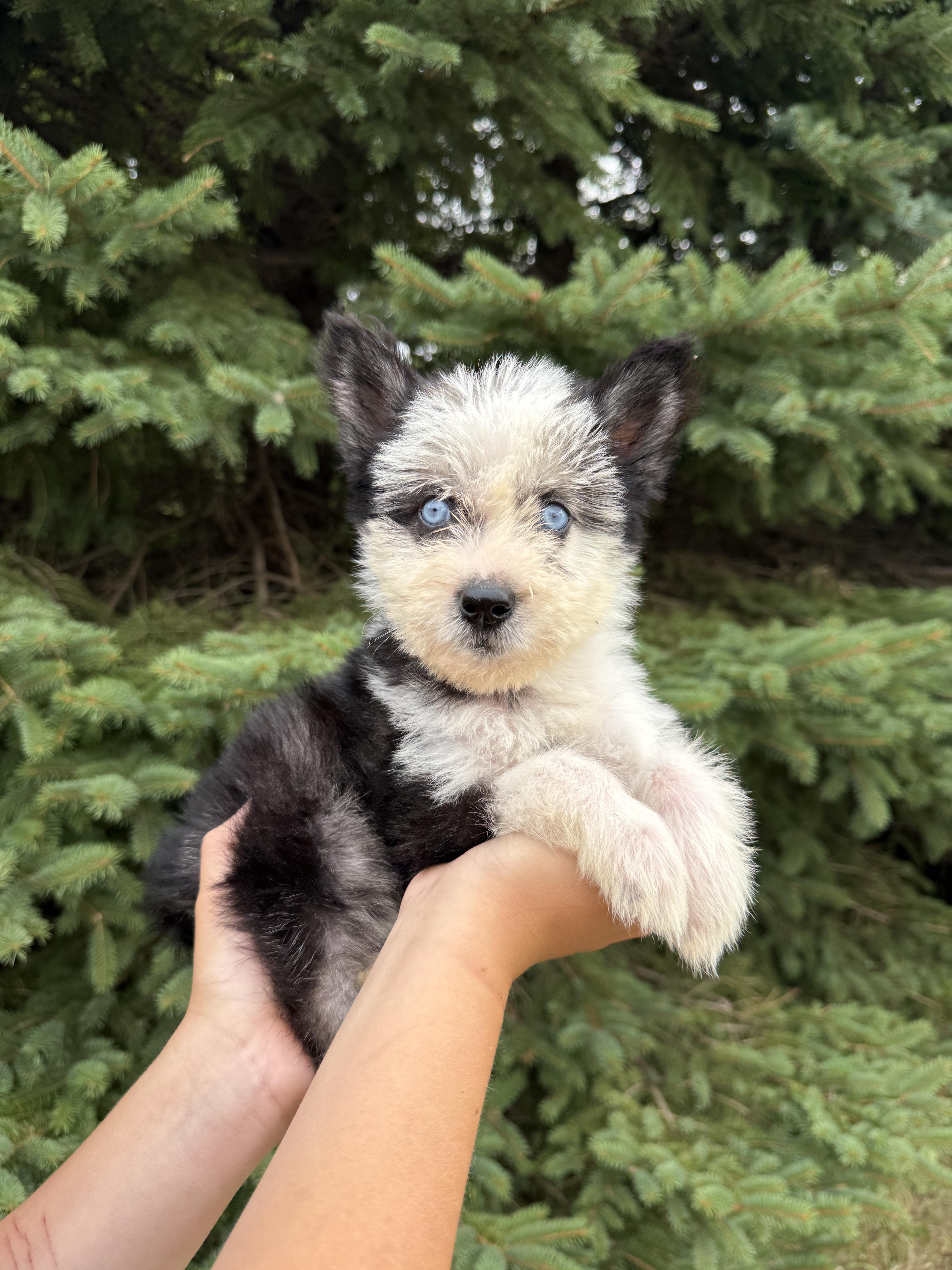 BlackBerry, adopted, Puppy Male Poodle & Husky.