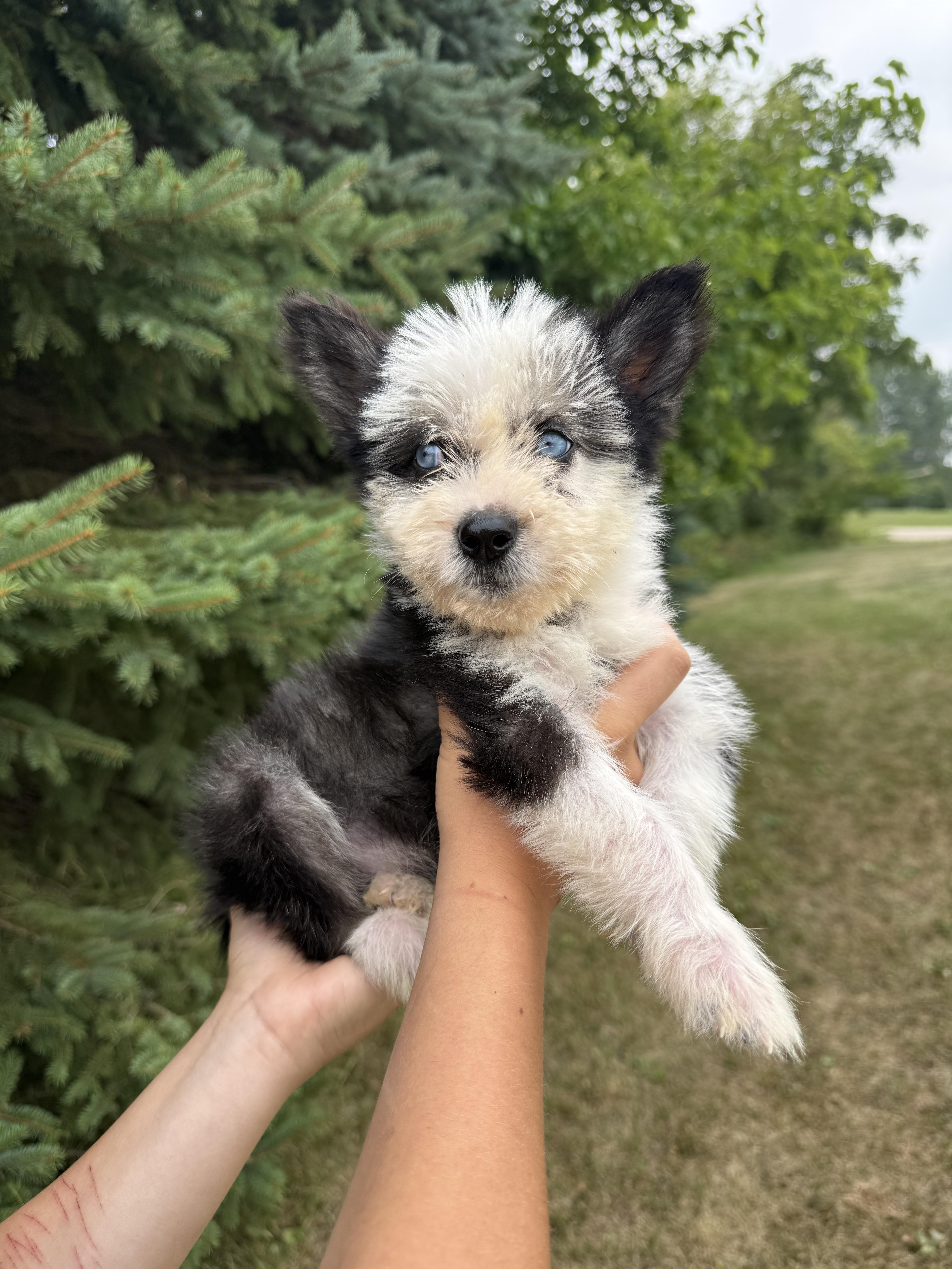 BlackBerry, an adopted mixed breed in Hales corners, WI image 3/3