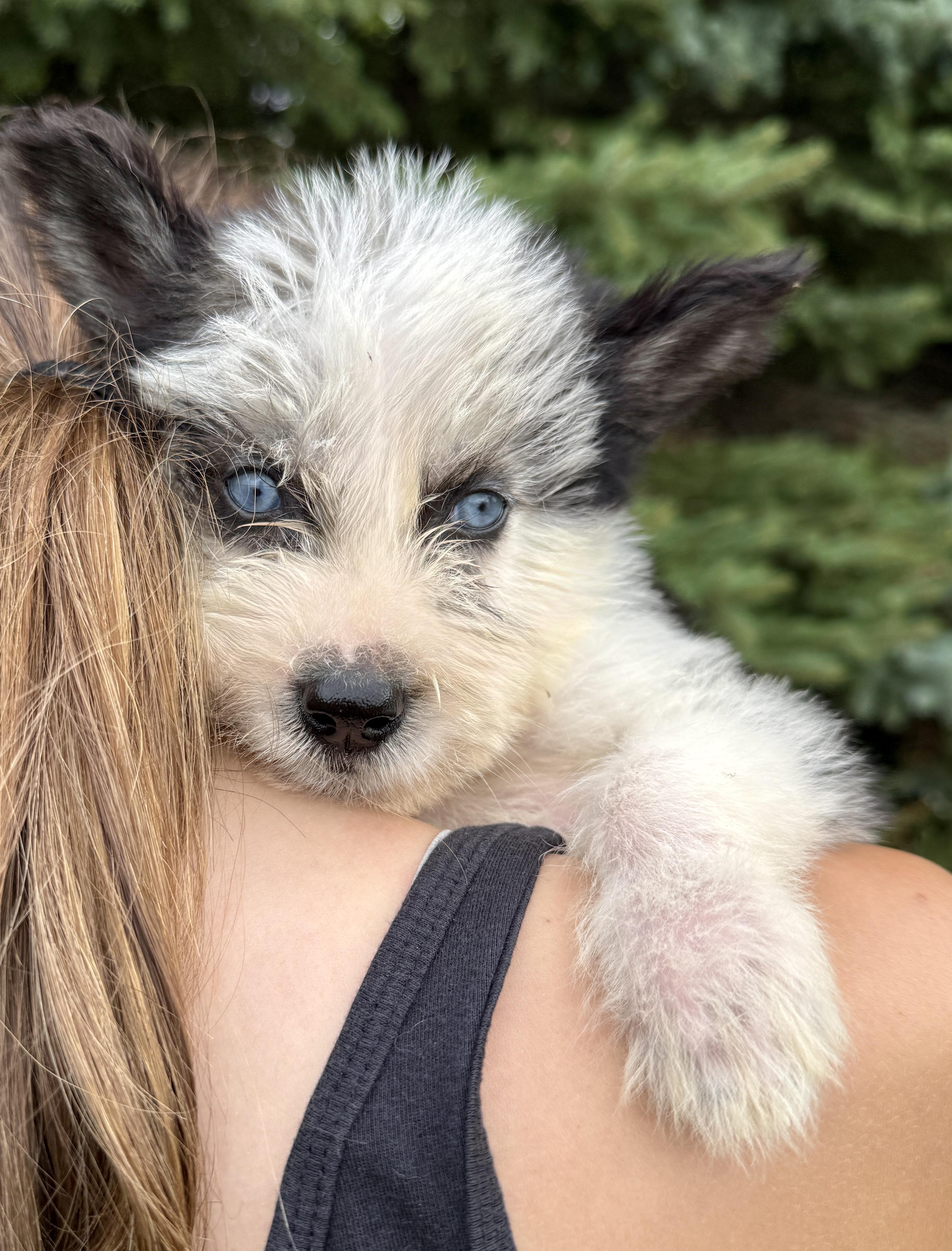 BlackBerry, an adopted mixed breed in Hales corners, WI image 2/3