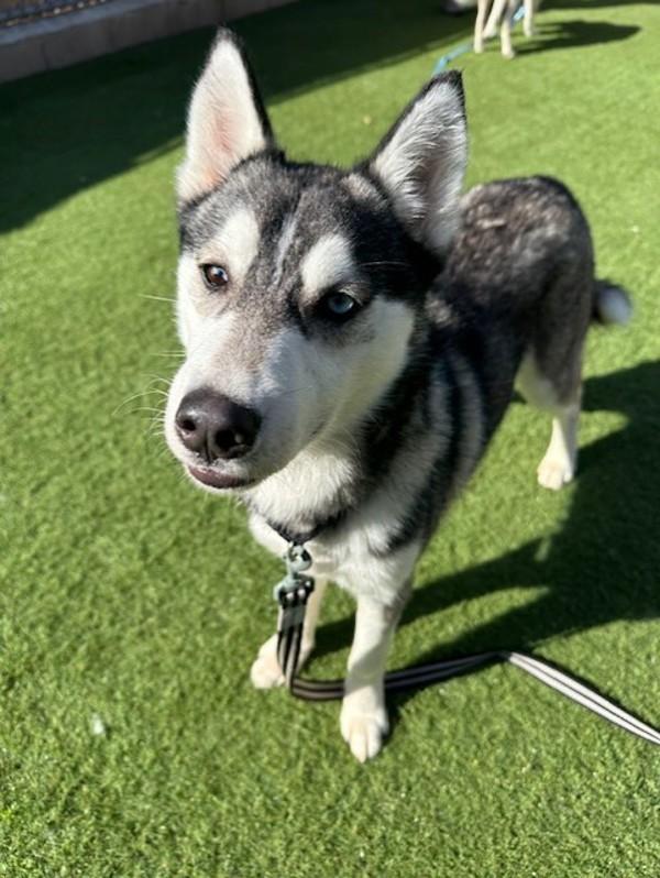 Dash, Adoptable, Young Male Siberian Husky.