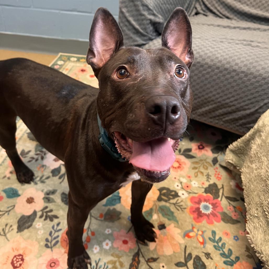 Johnny, Adoptable, Adult Male Black Labrador Retriever & Terrier.