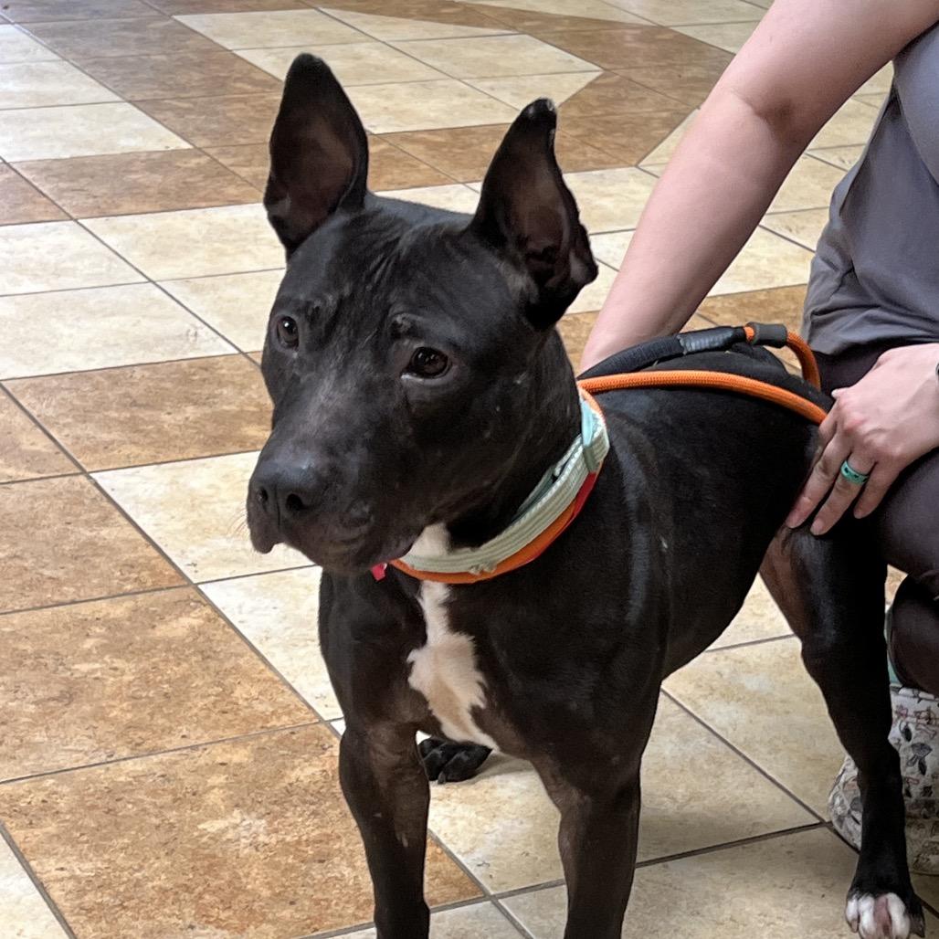 Enlarge Johnny, a Adoptable mixed breed in Columbus, GA image 1/3