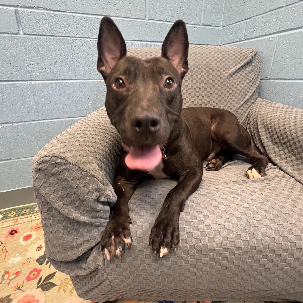 Enlarge Johnny, a Adoptable mixed breed in Columbus, GA image 2/3