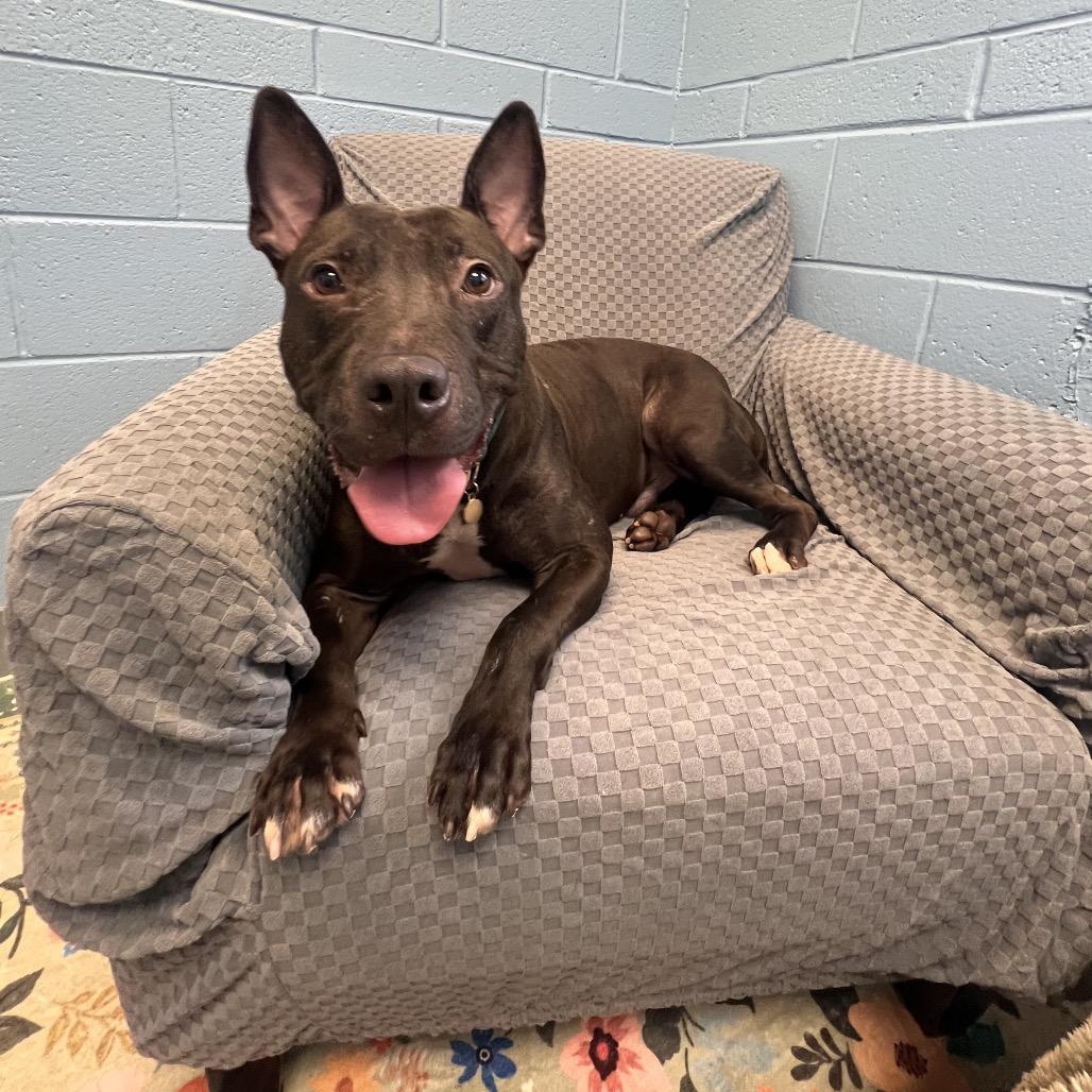 Enlarge Johnny, a Adoptable mixed breed in Columbus, GA image 3/3