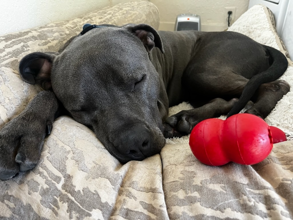 Brody, a Adoptable mixed breed in San Diego, CA image 1/6