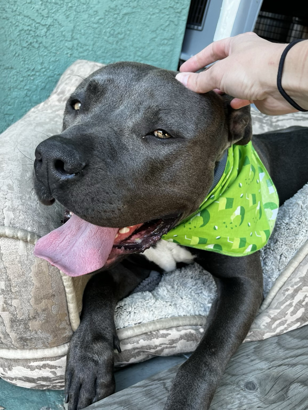 Brody, a Adoptable mixed breed in San Diego, CA image 2/6