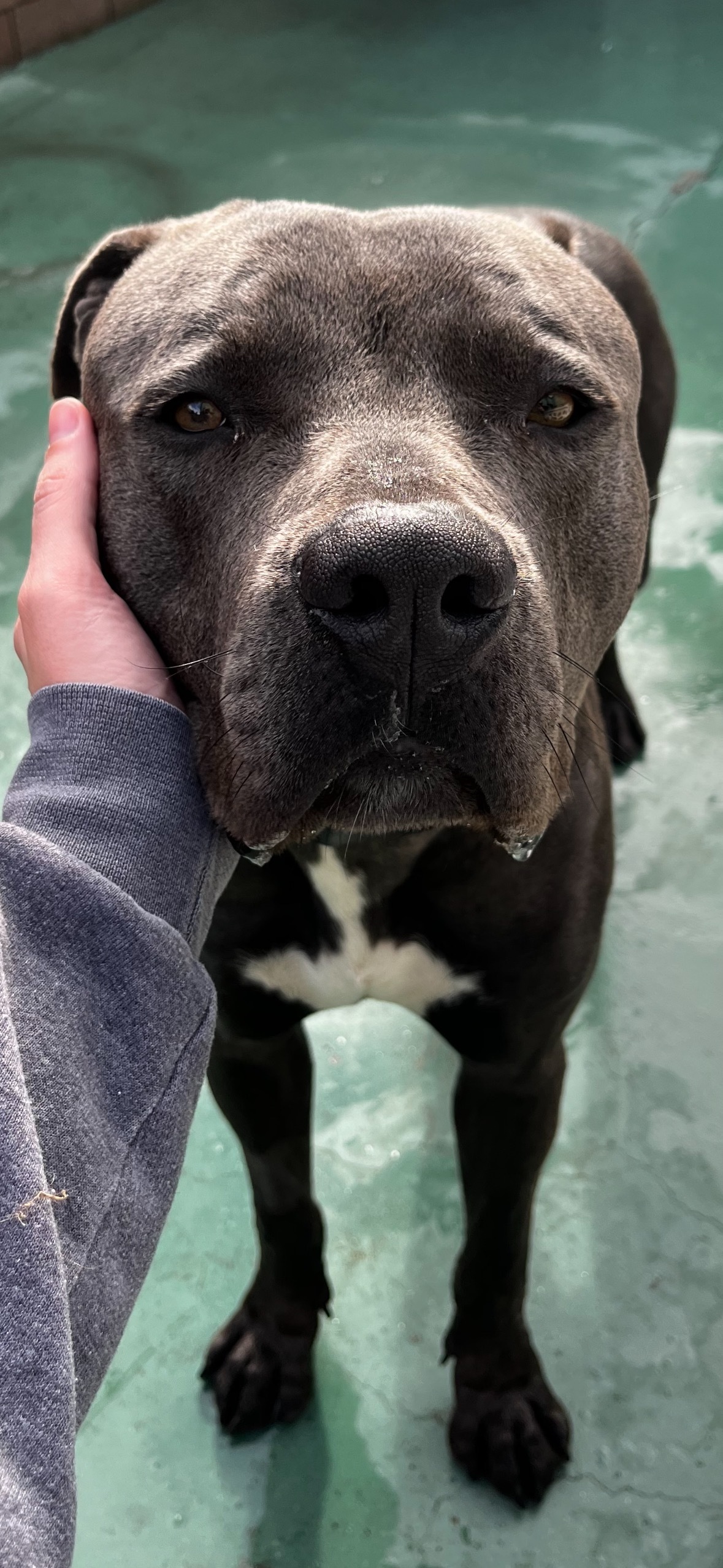 Brody, a Adoptable mixed breed in San Diego, CA image 3/6