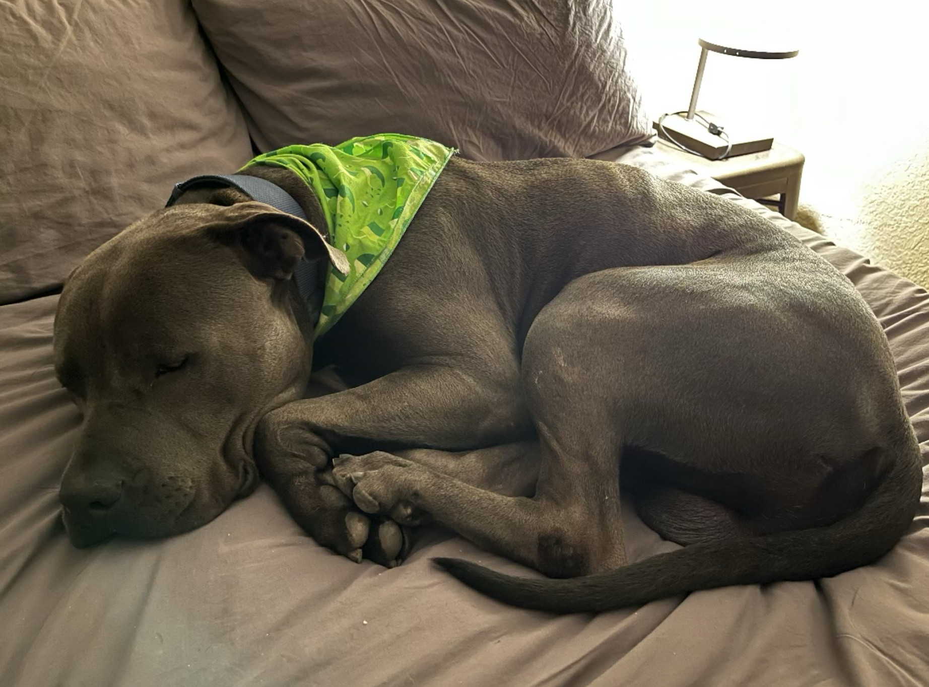 Brody, a Adoptable mixed breed in San Diego, CA image 4/6