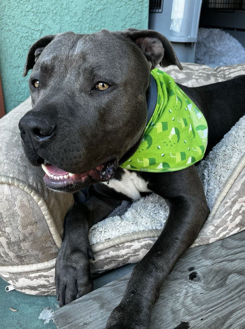 Brody, a Adoptable mixed breed in San Diego, CA image 5/6