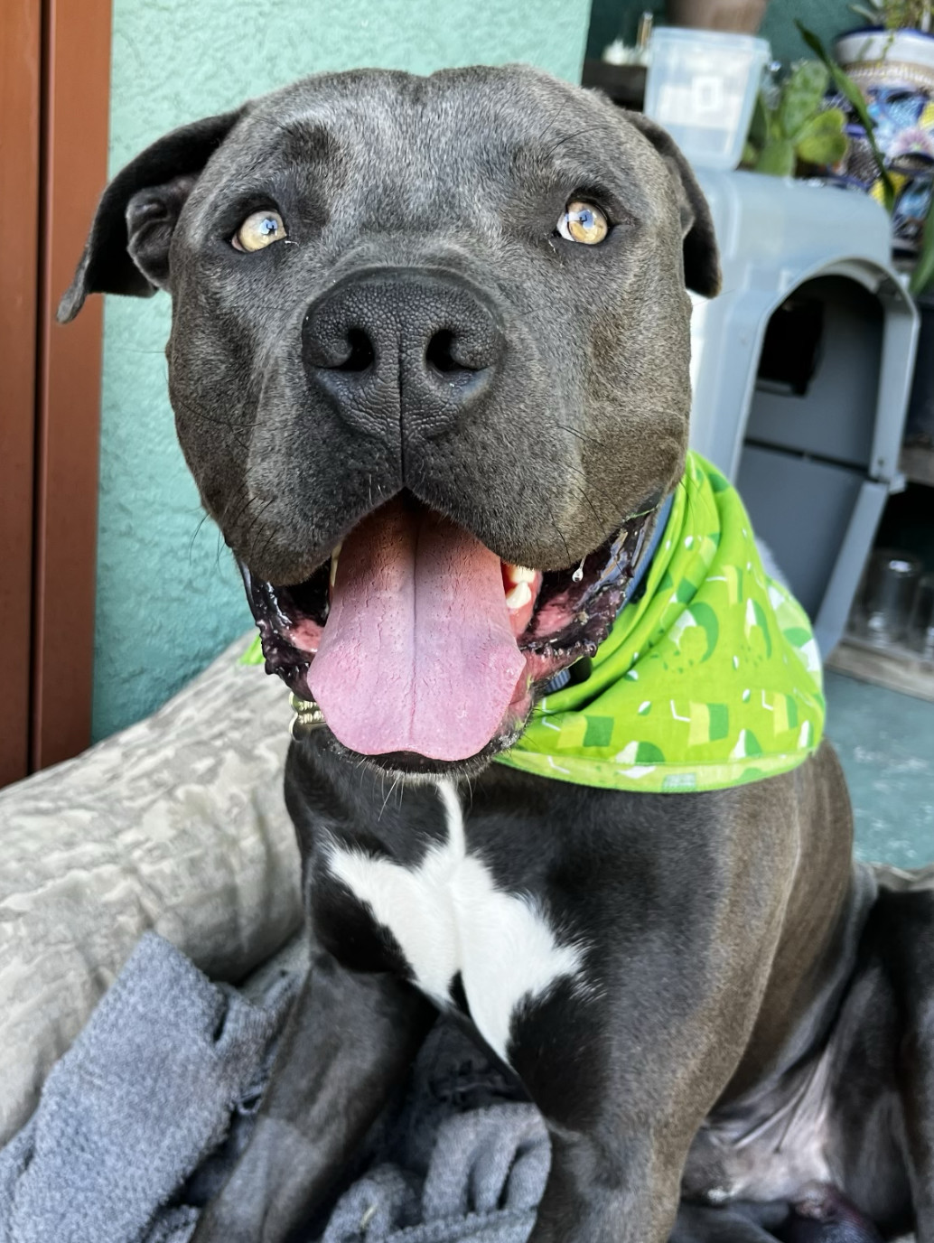 Brody, a Adoptable mixed breed in San Diego, CA image 6/6